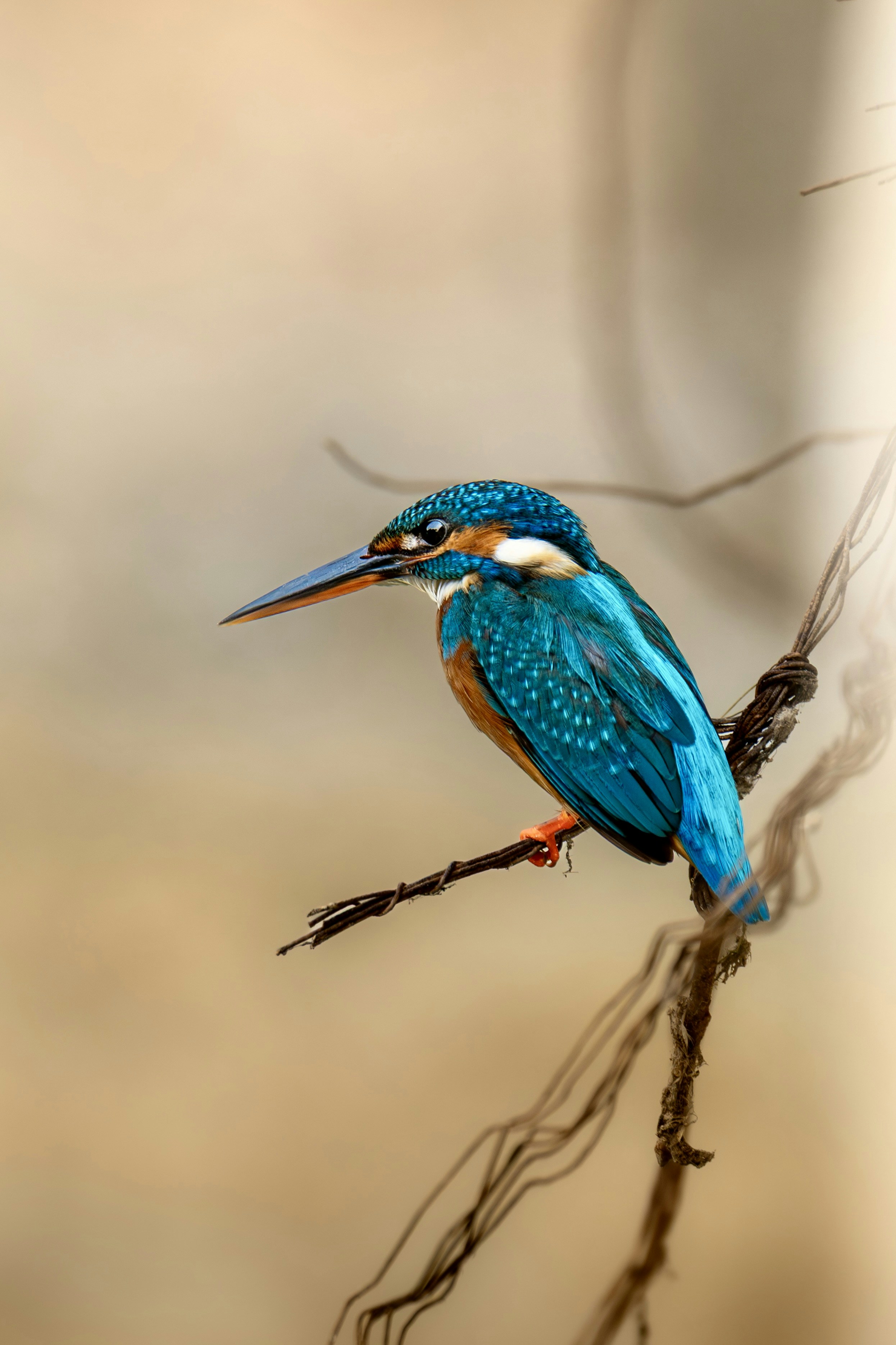 A colorful kingfisher perched on a branch.