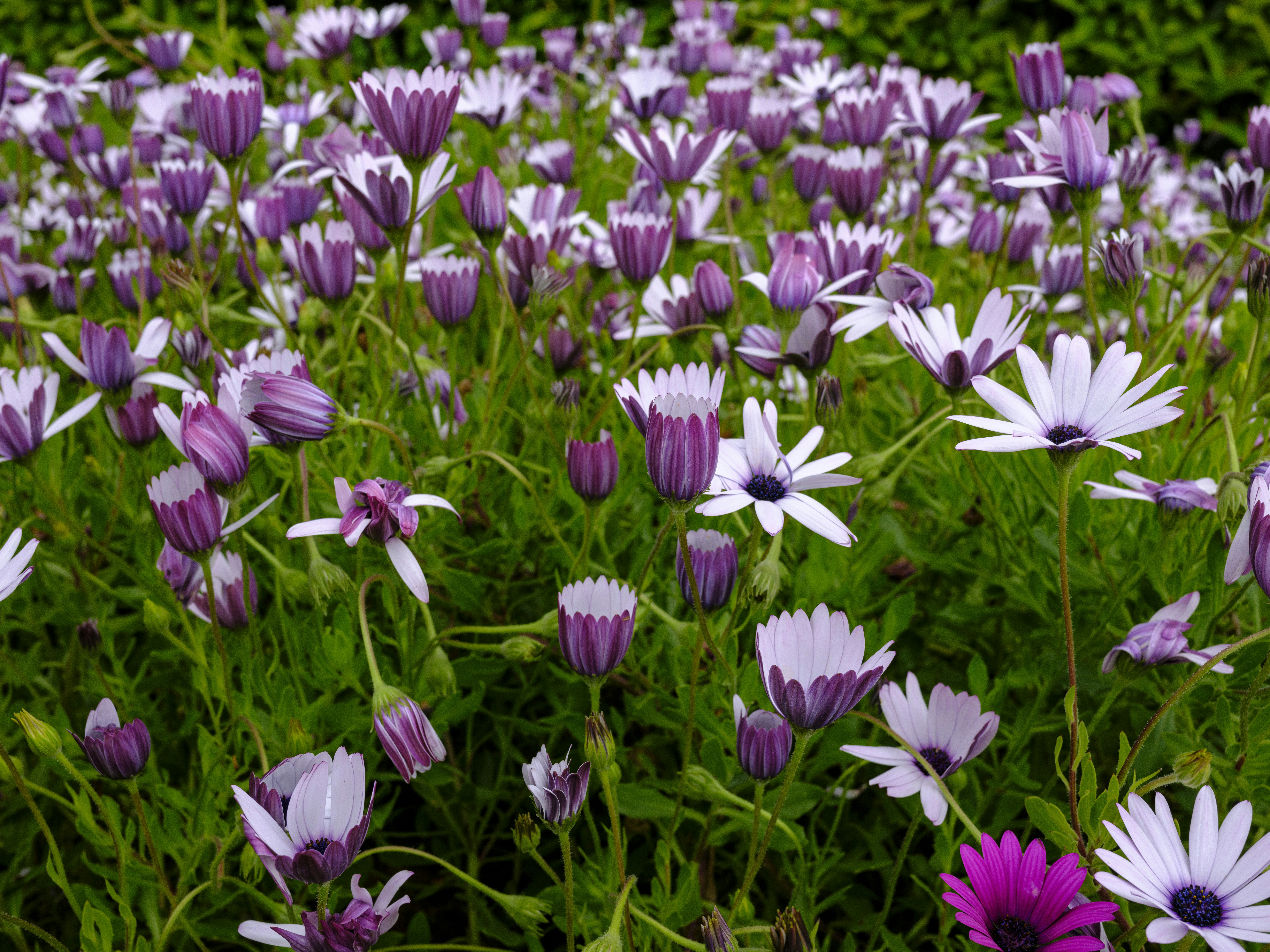 A field of purple and white daisies in full bloom.