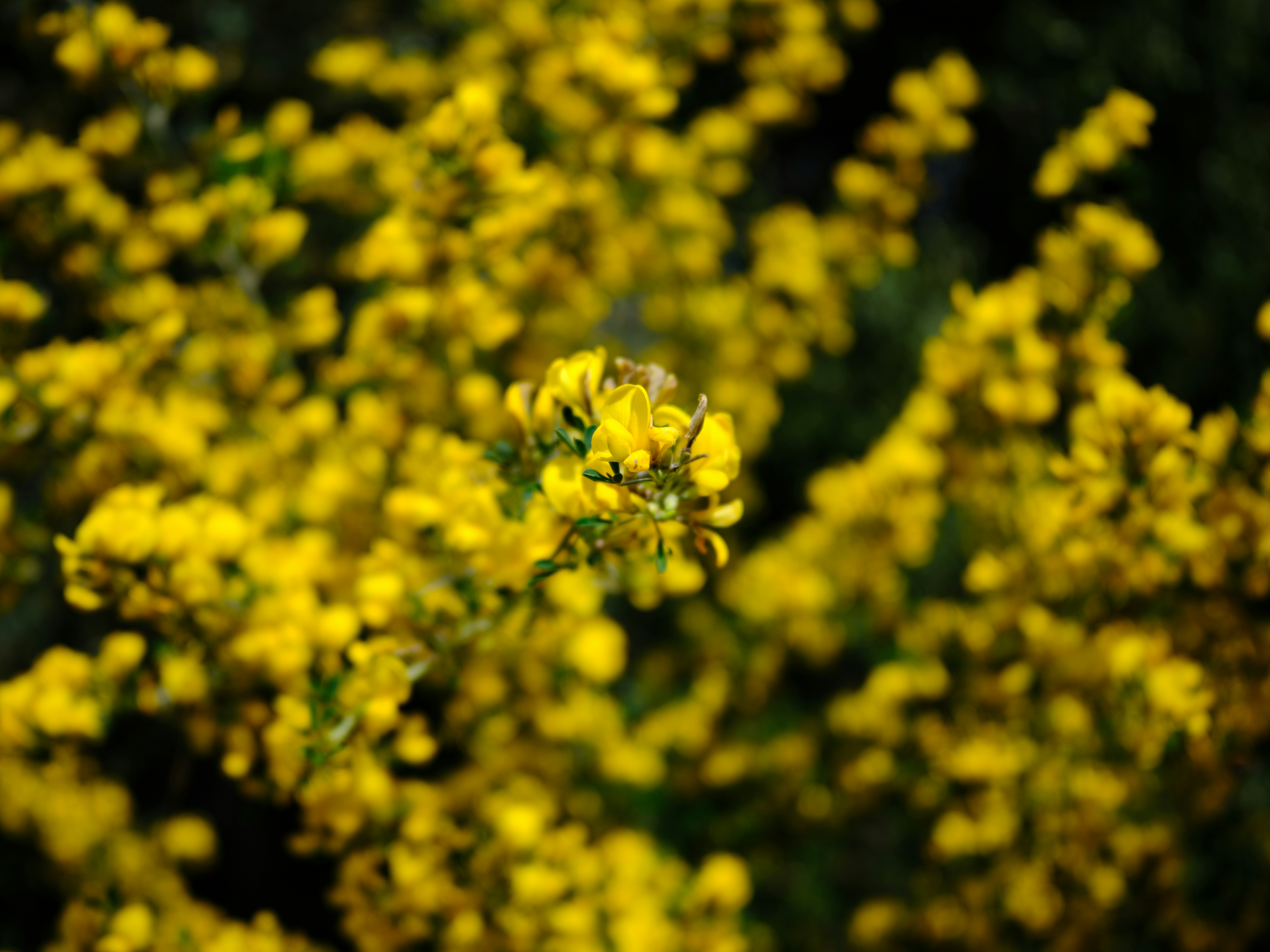 A bee pollinating bright yellow flowers in sunlight