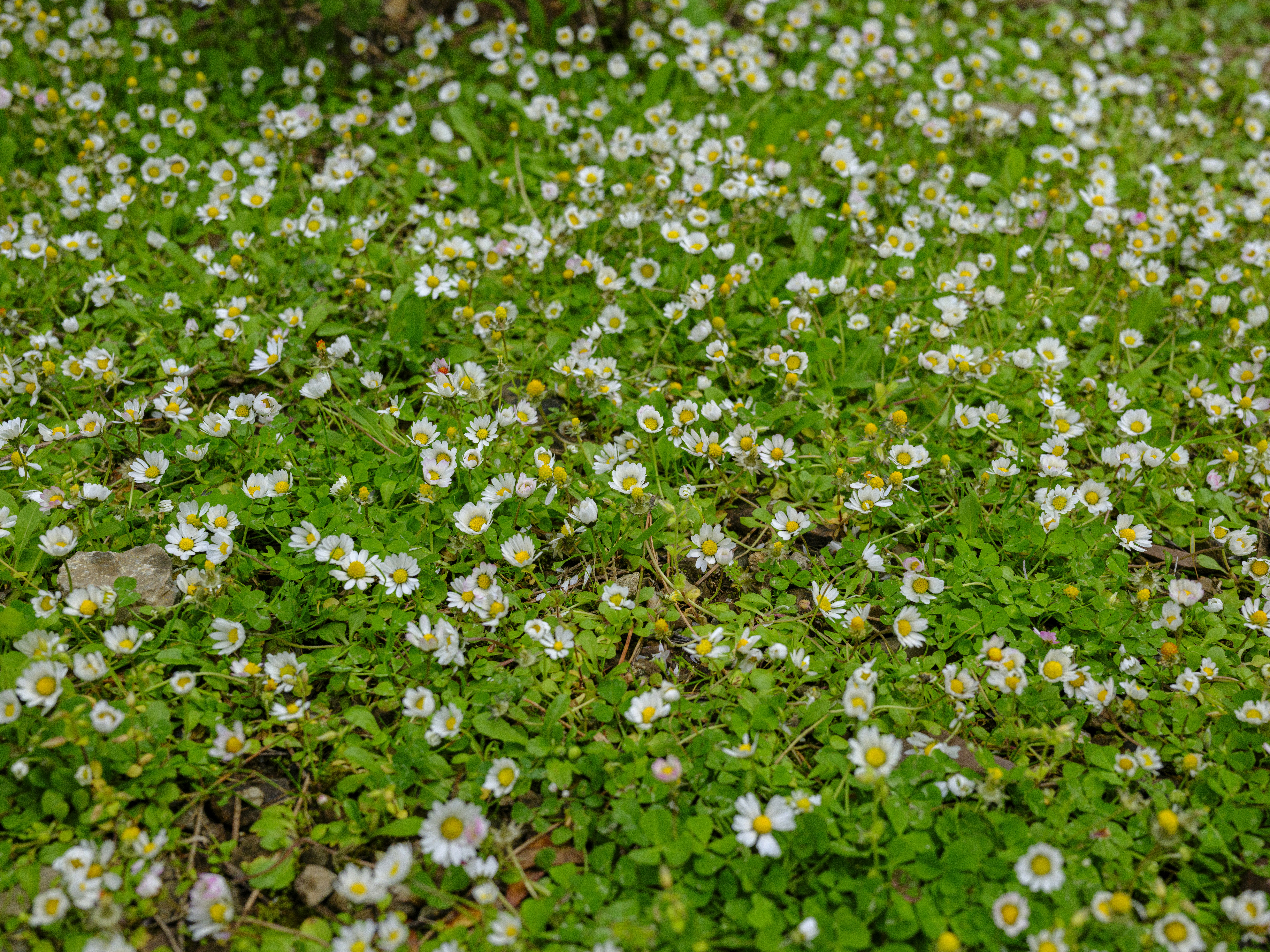 A field of small white wildflowers in green grass.