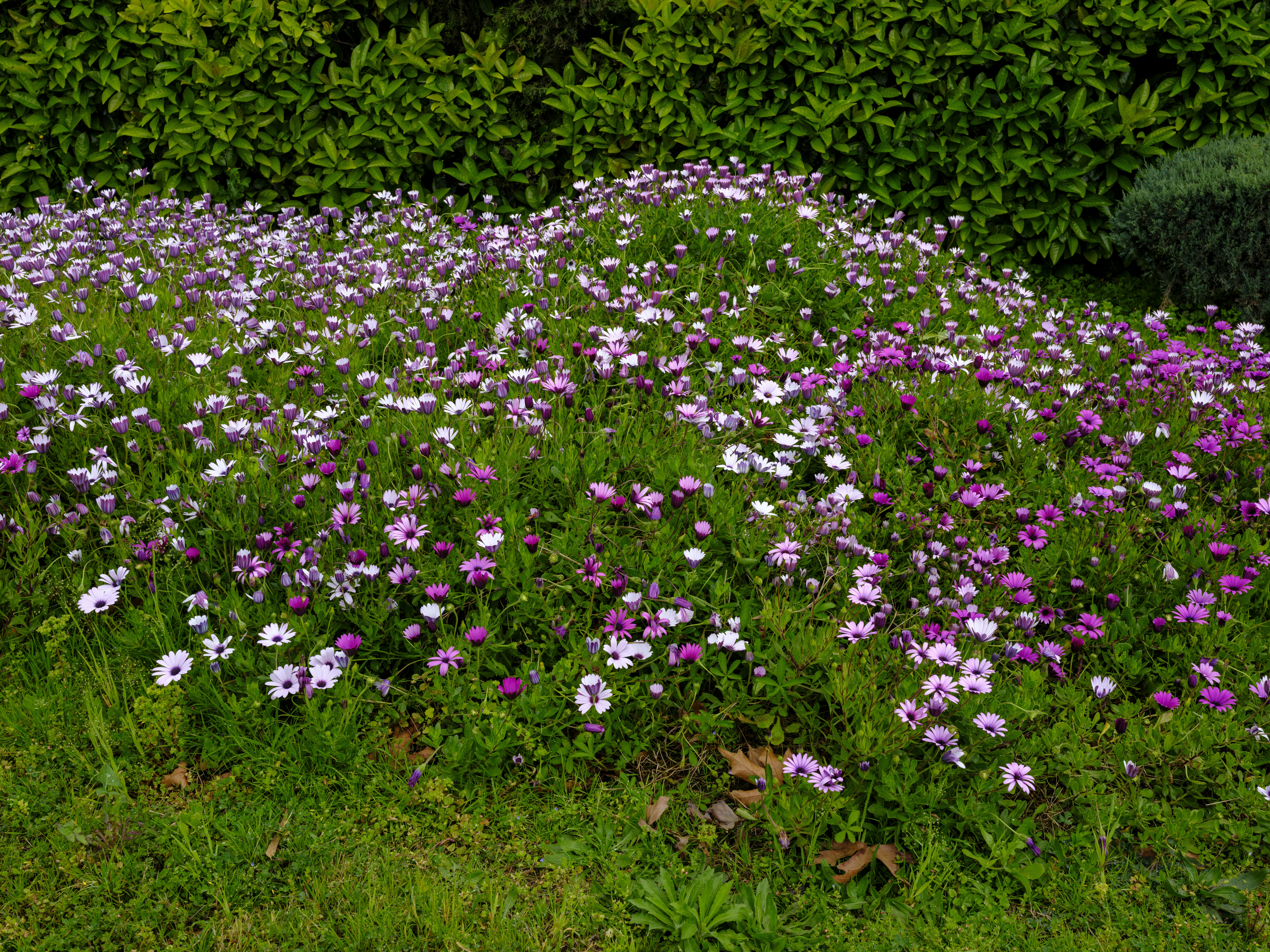 Field of pink and white daisies with green foliage.