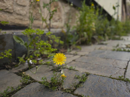 A single yellow dandelion grows through stone pavement.
