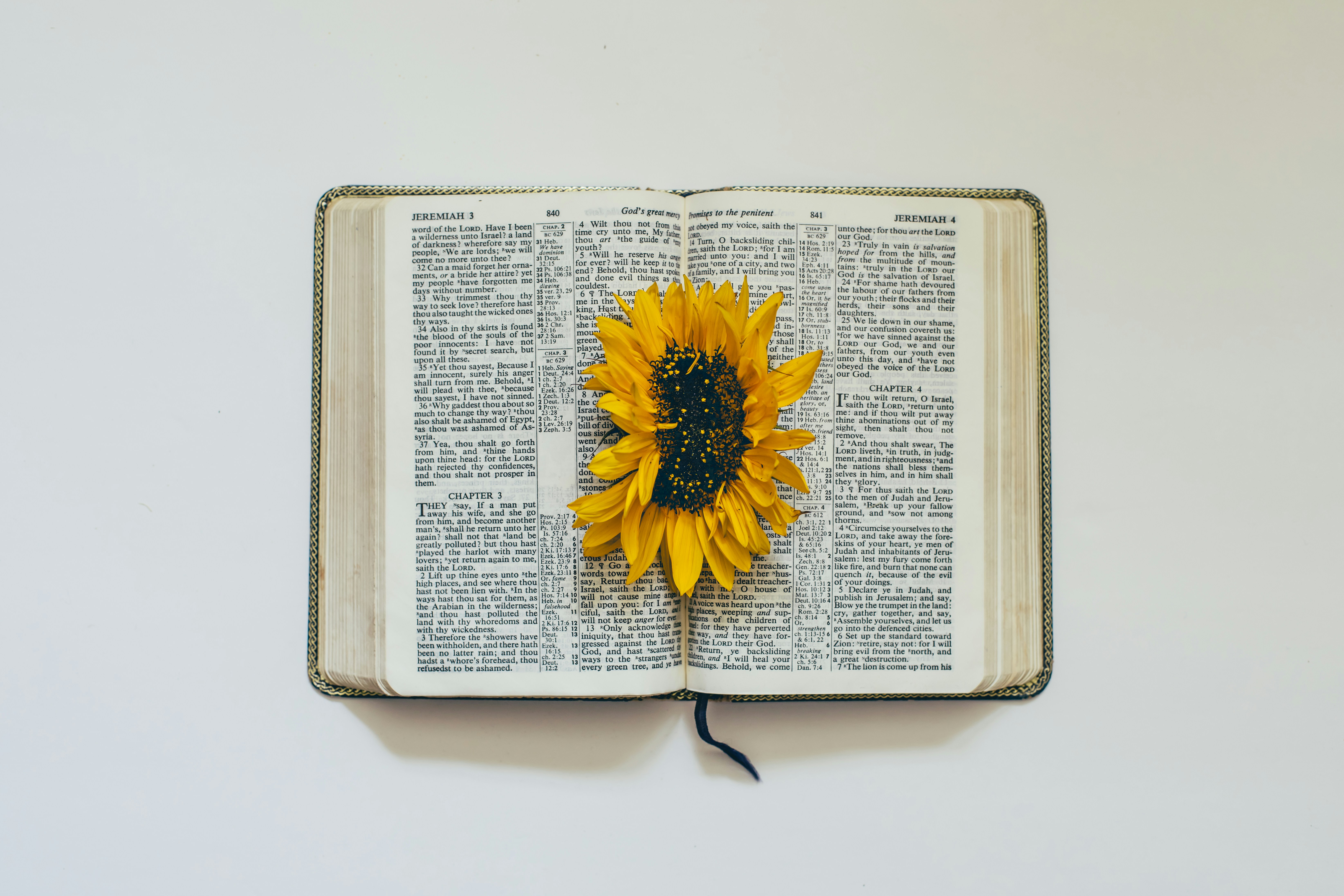A sunflower rests on an open book