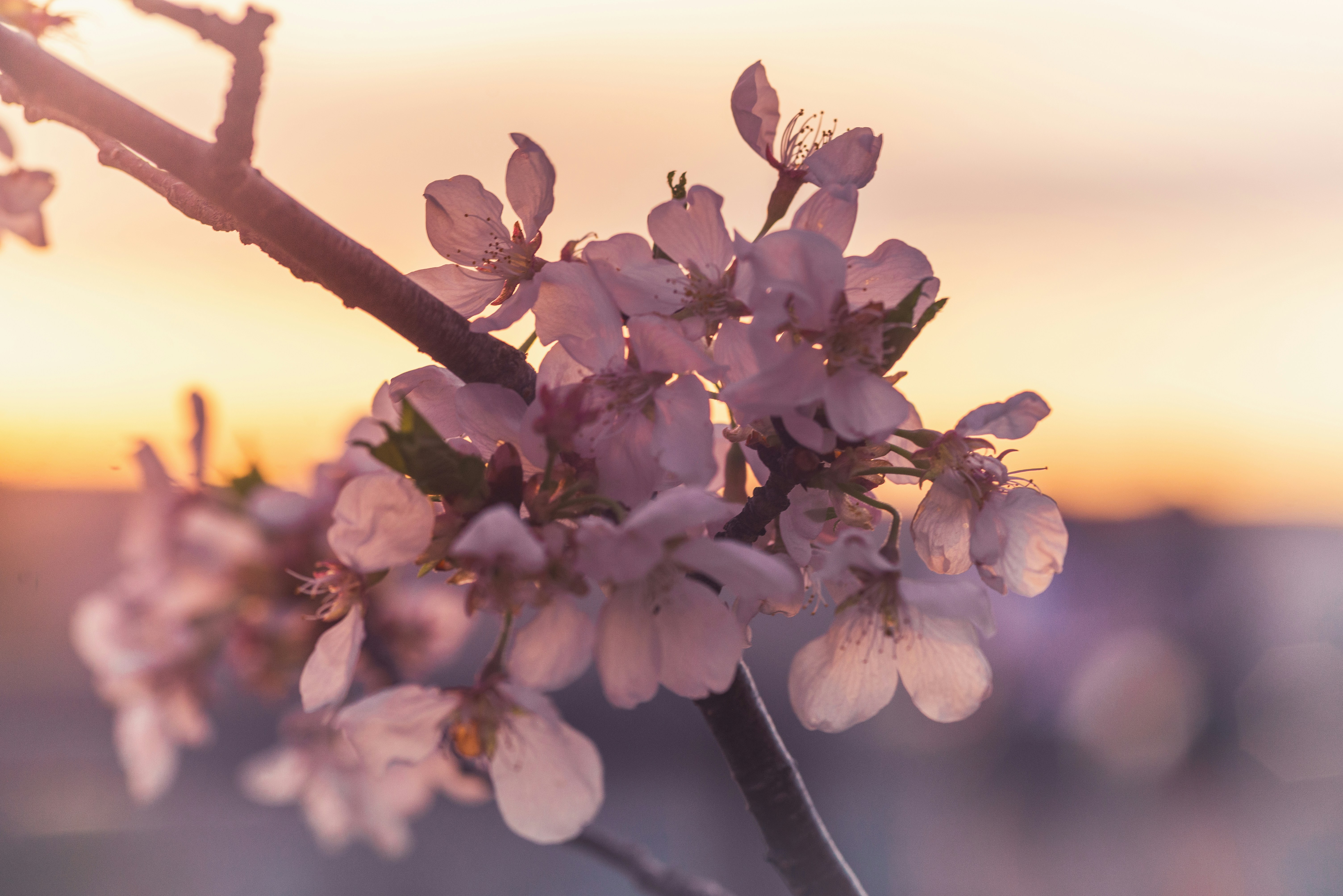 Delicate pink blossoms on a branch at sunset.