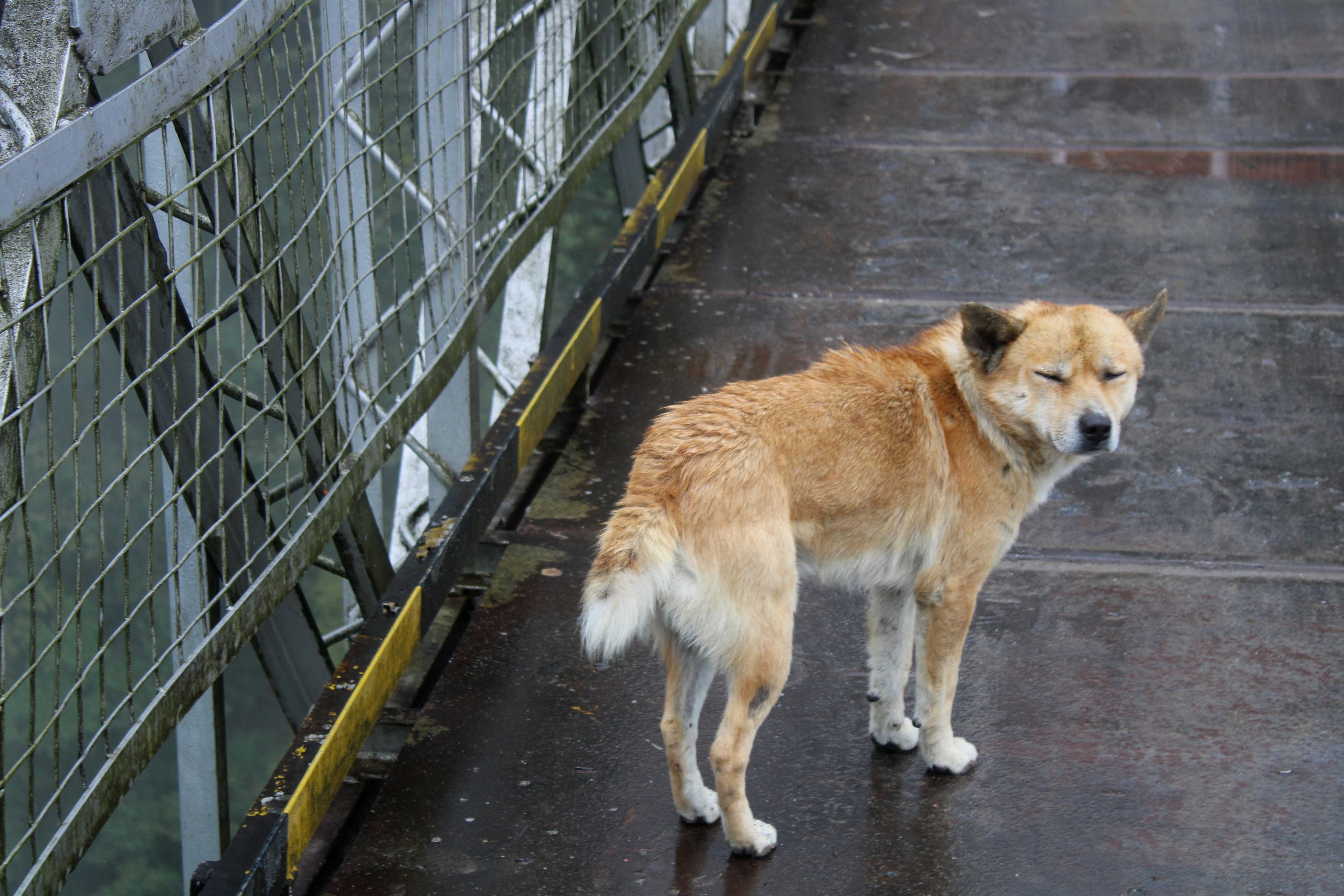 Un cane color beige sta su un vialetto bagnato.