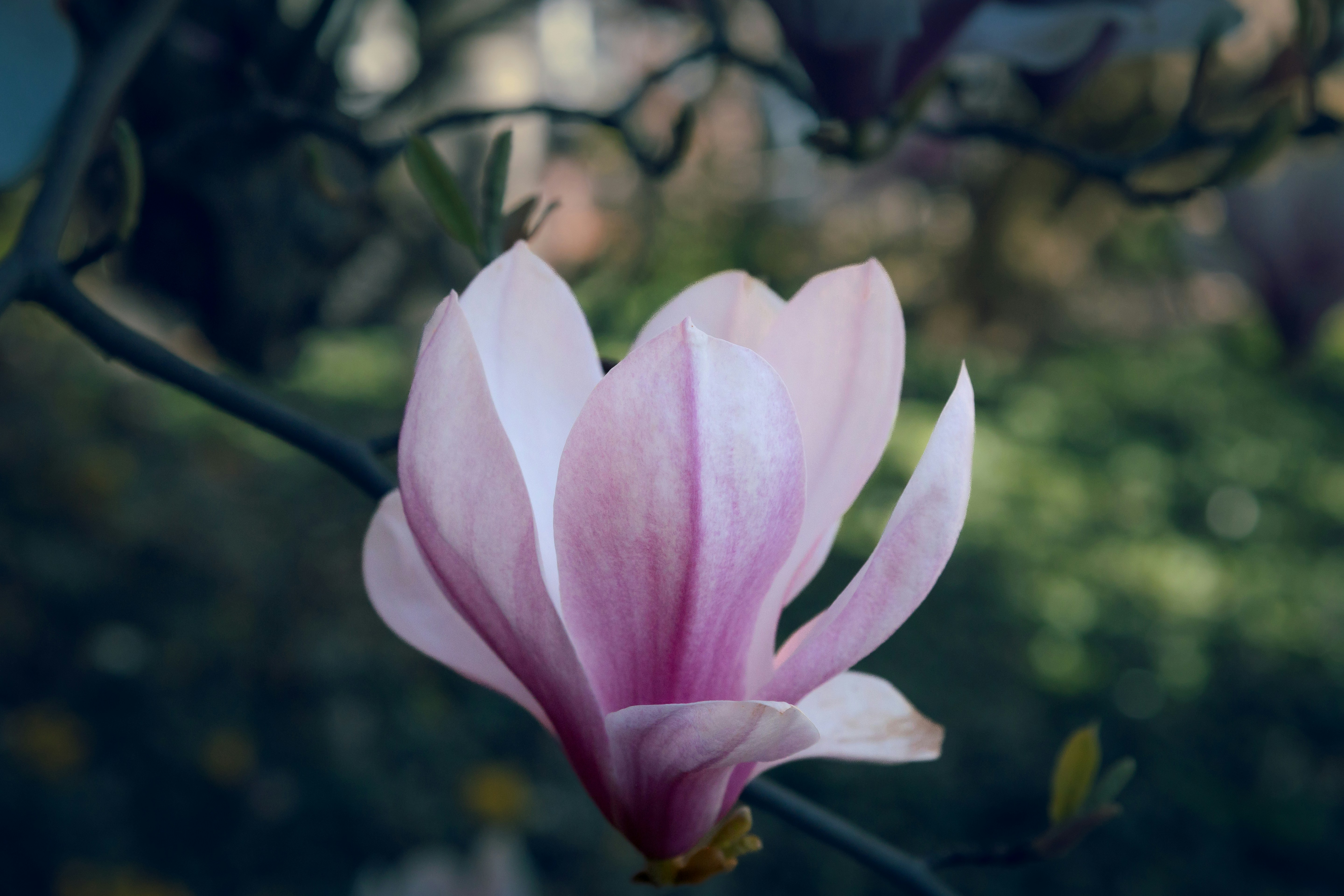 A delicate pink magnolia flower blooms on a branch.