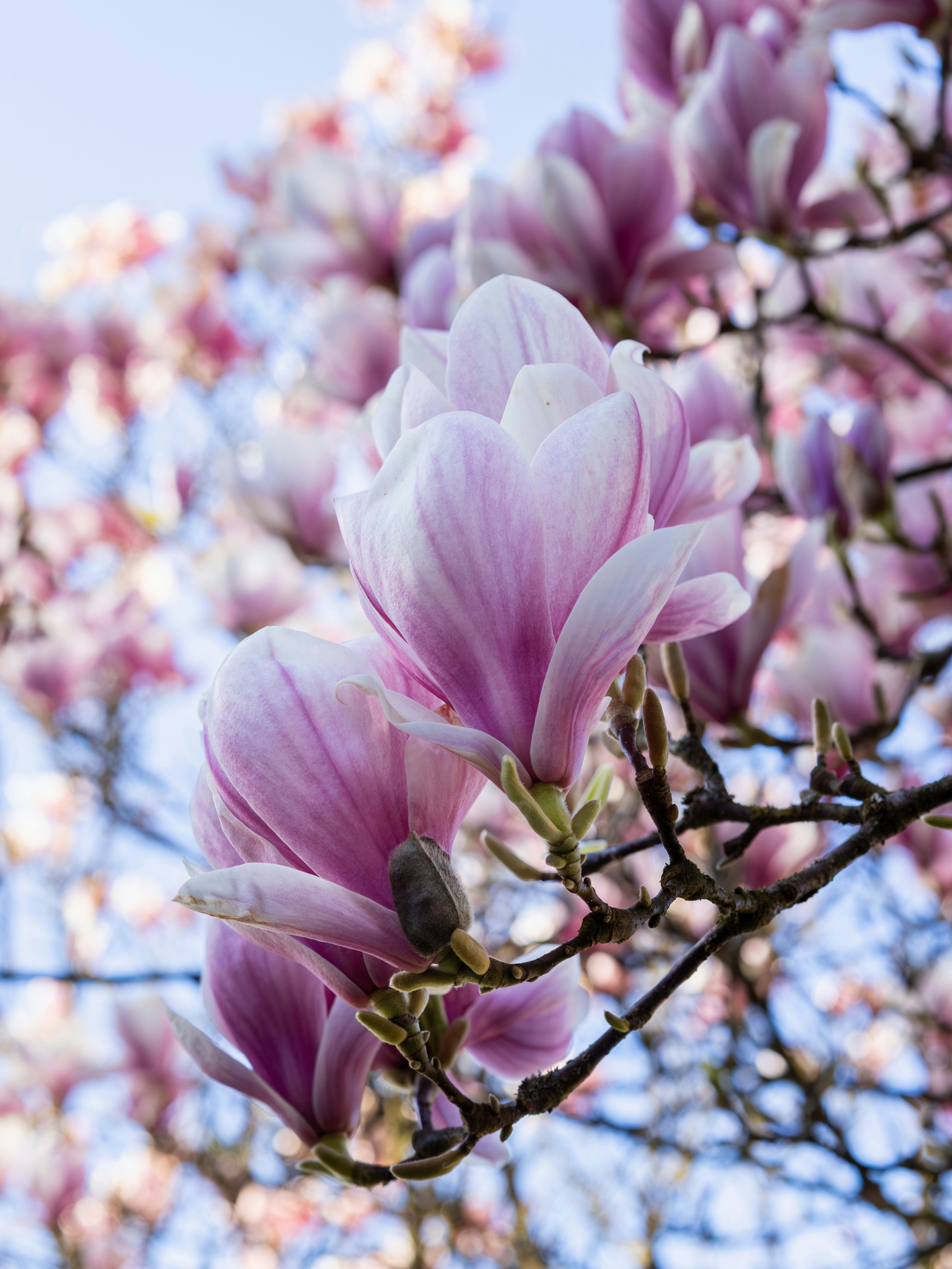 Pink magnolia blossoms on a tree branch