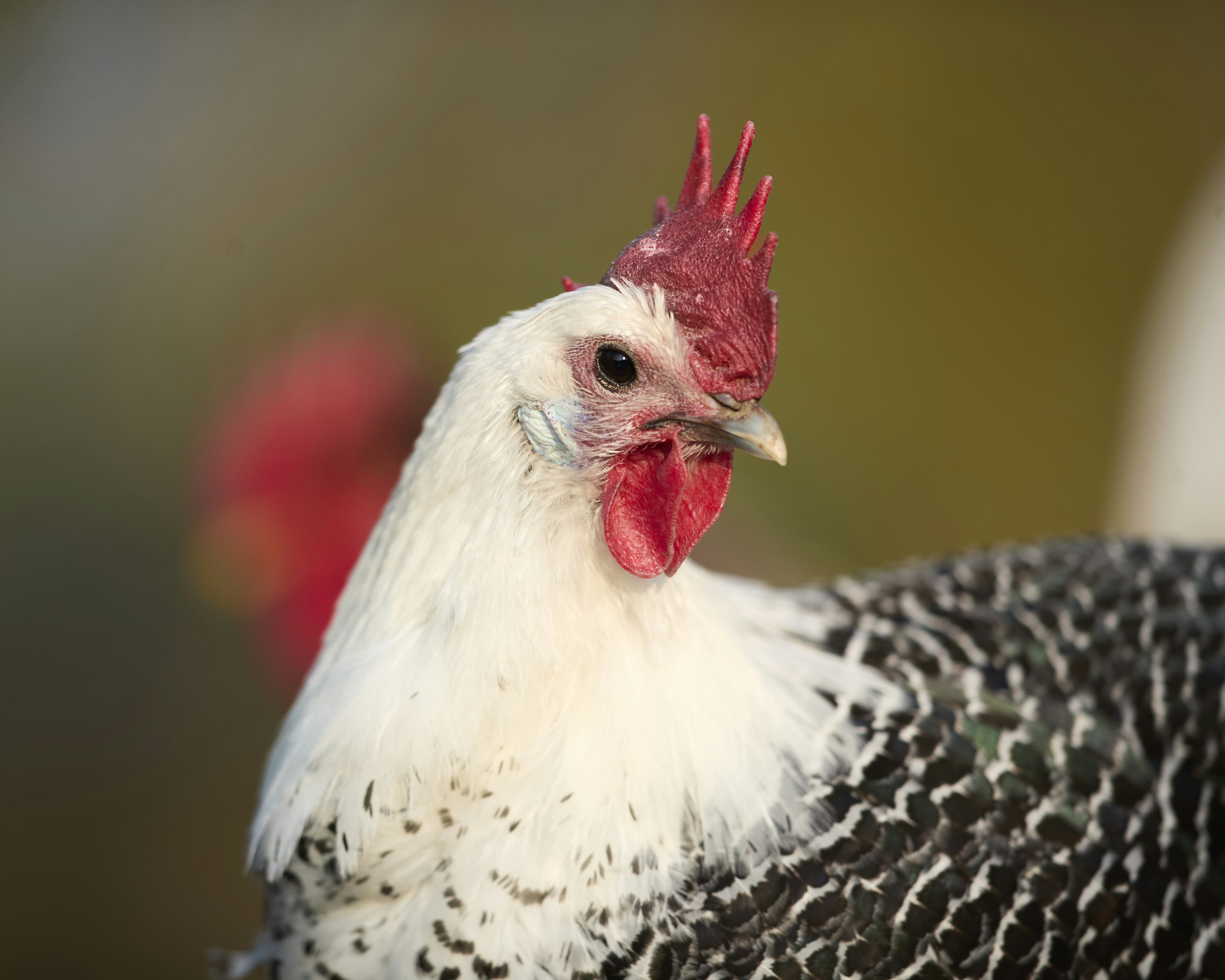 A close-up of a white and black speckled chicken.