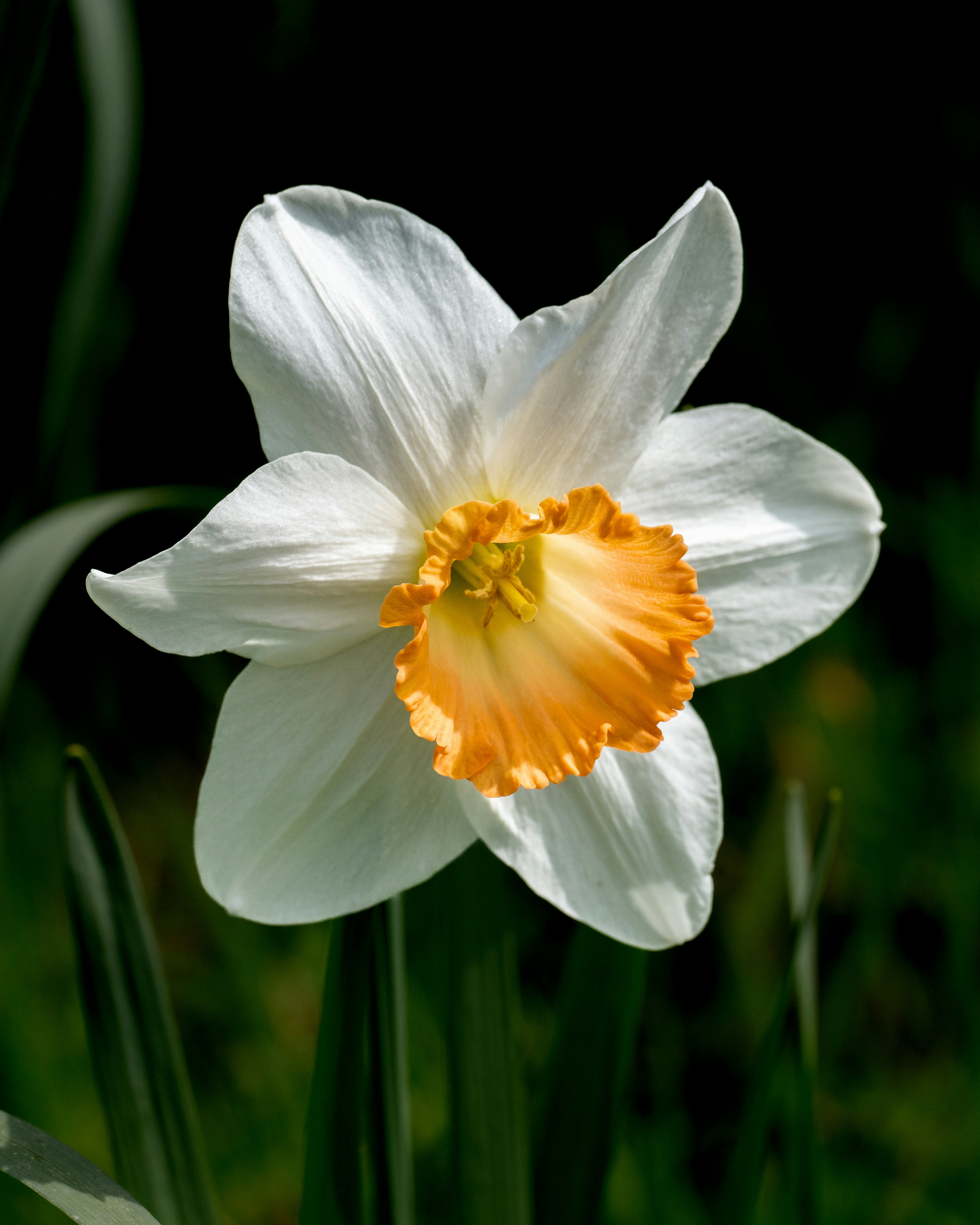 Eine weiße Narzisse mit einer orangefarbenen Trompete