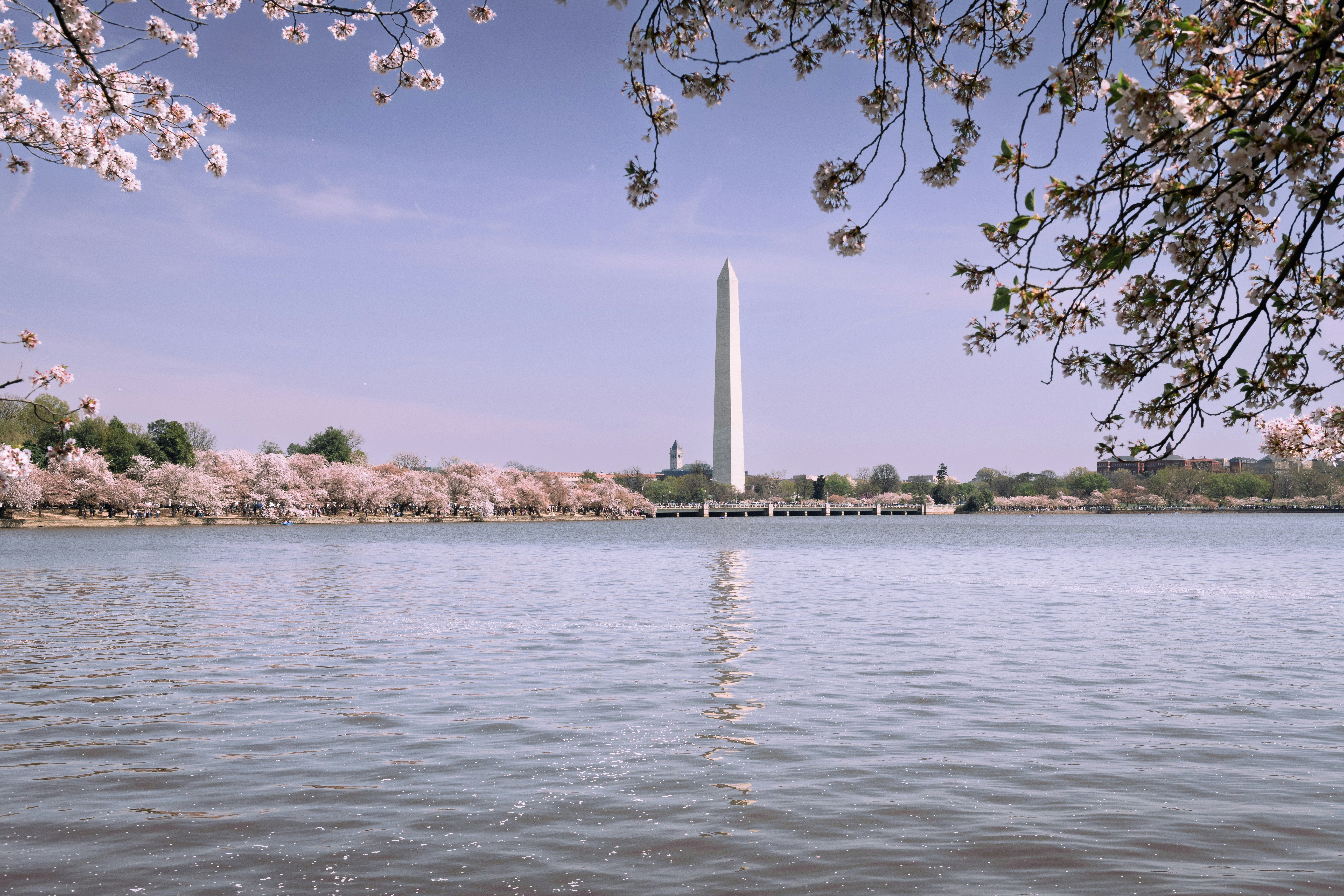 Washington monument surrounded by cherry blossoms and water