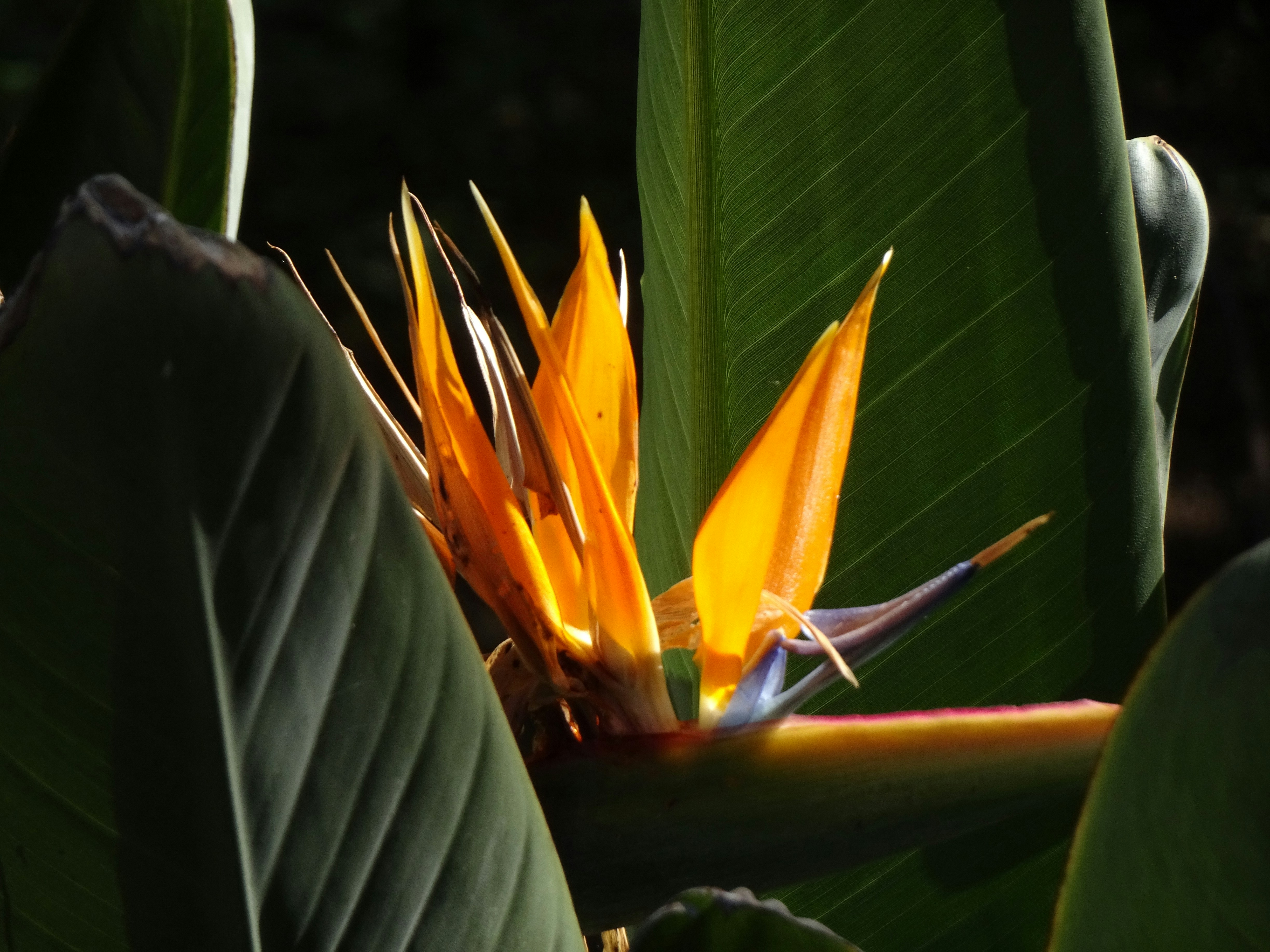 Florece una flor de ave del paraíso naranja brillante.
