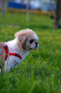 A small dog with a red harness in grass