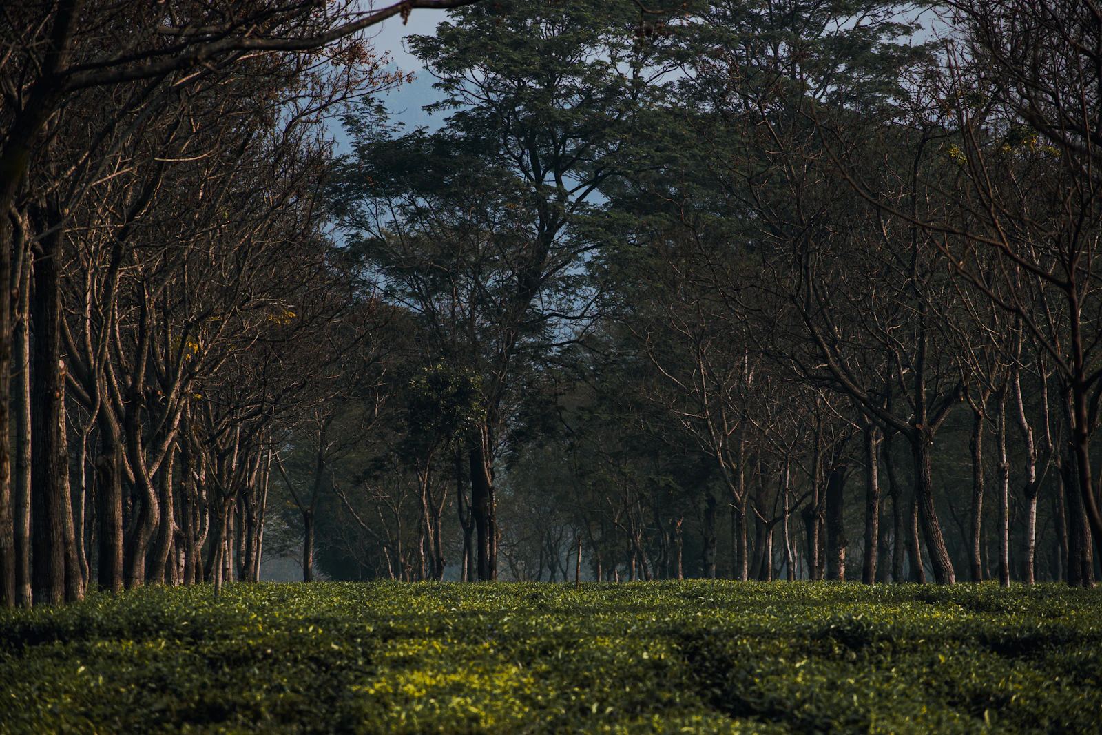 Tea bushes under a long row of bare winter shade trees at Rohini Tea Garden in the Darjeeling foothills