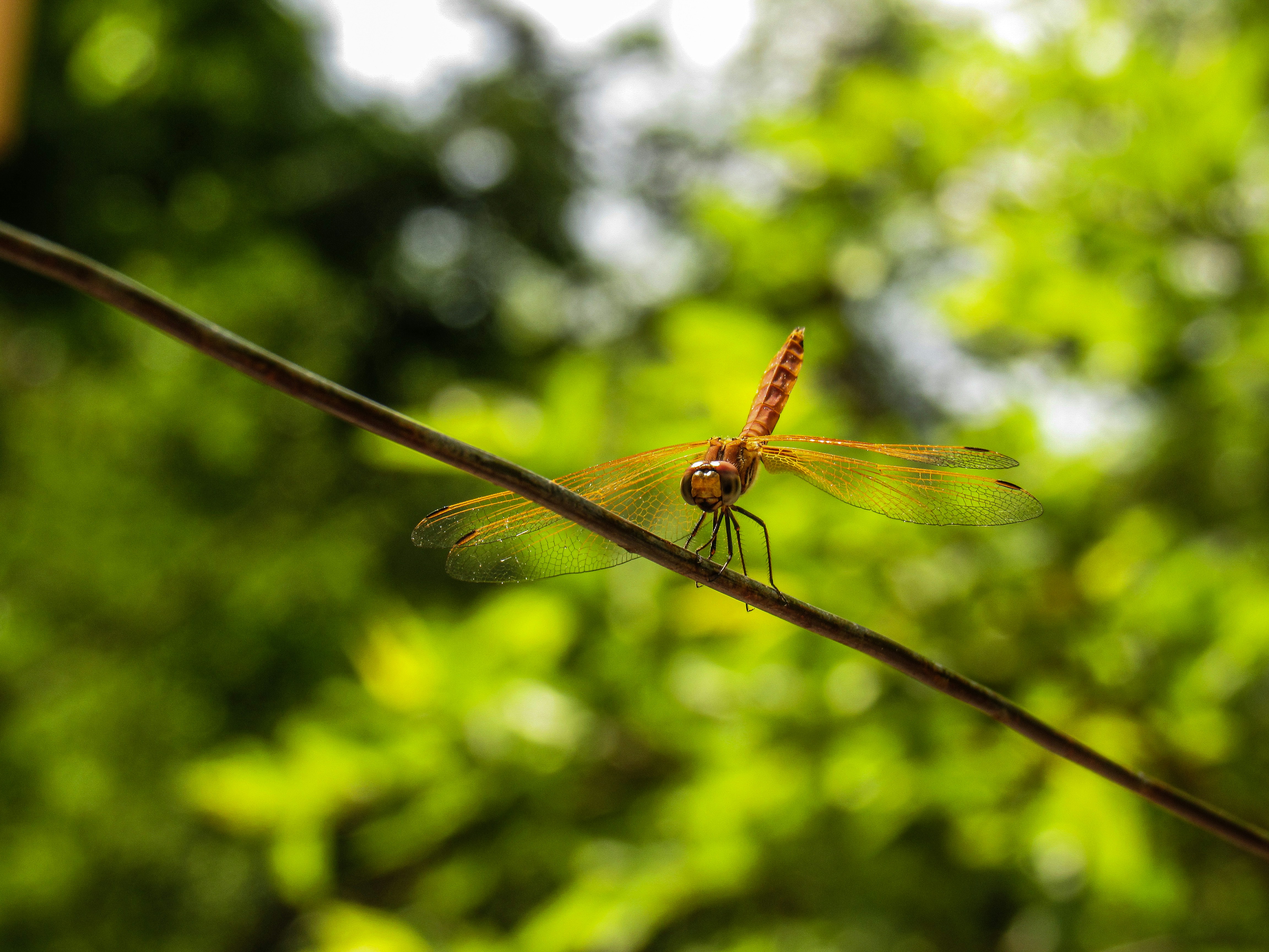 Photo by nithya72
