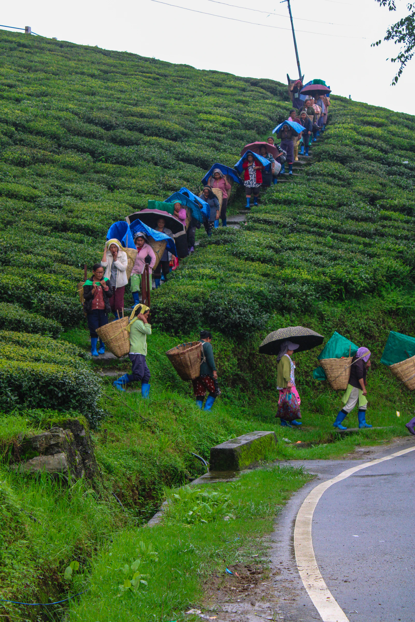 Tea pluckers with baskets and umbrellas filing down the green slopes of Temi Tea Garden to the road