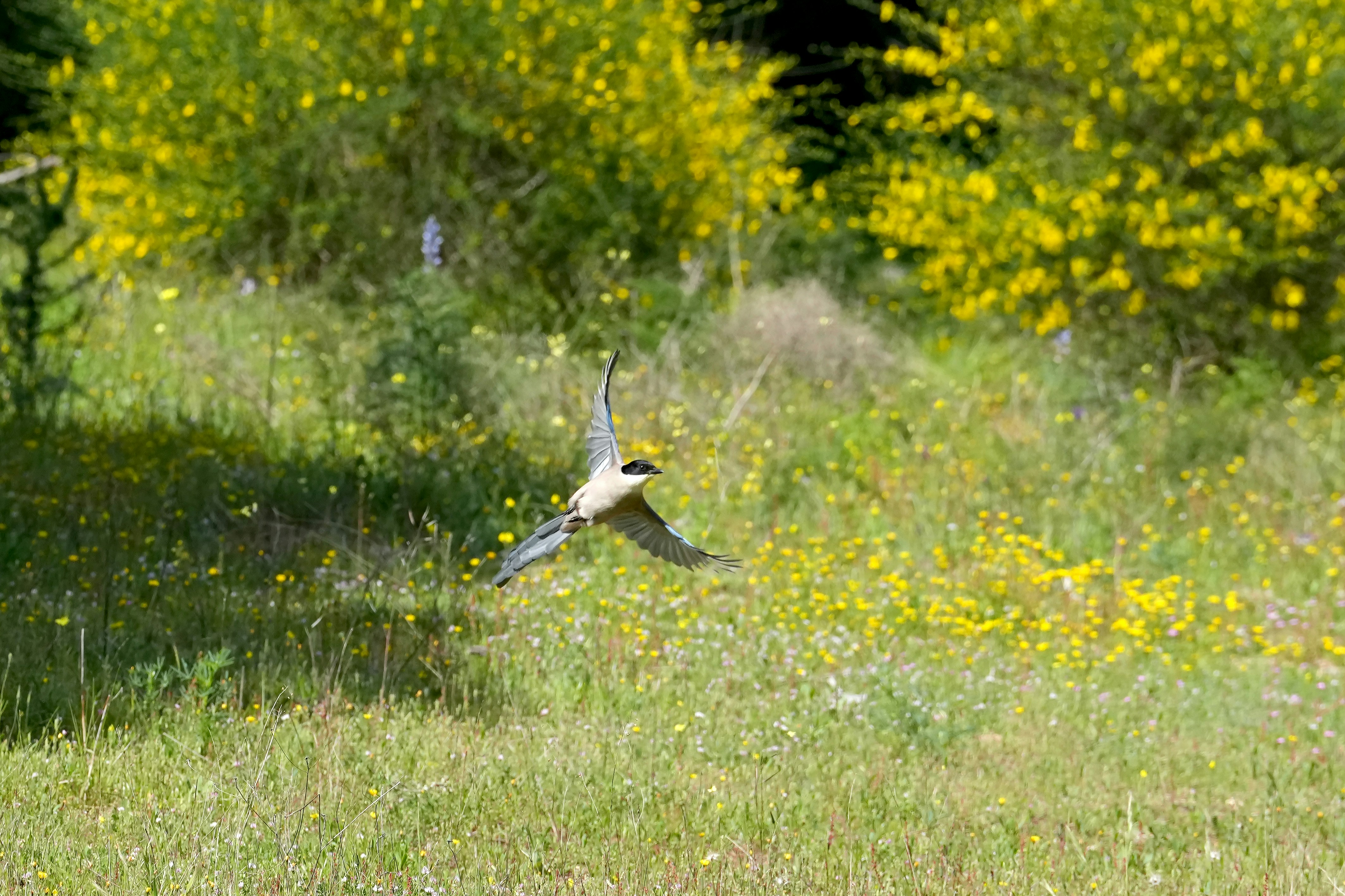 Iberian Magpie