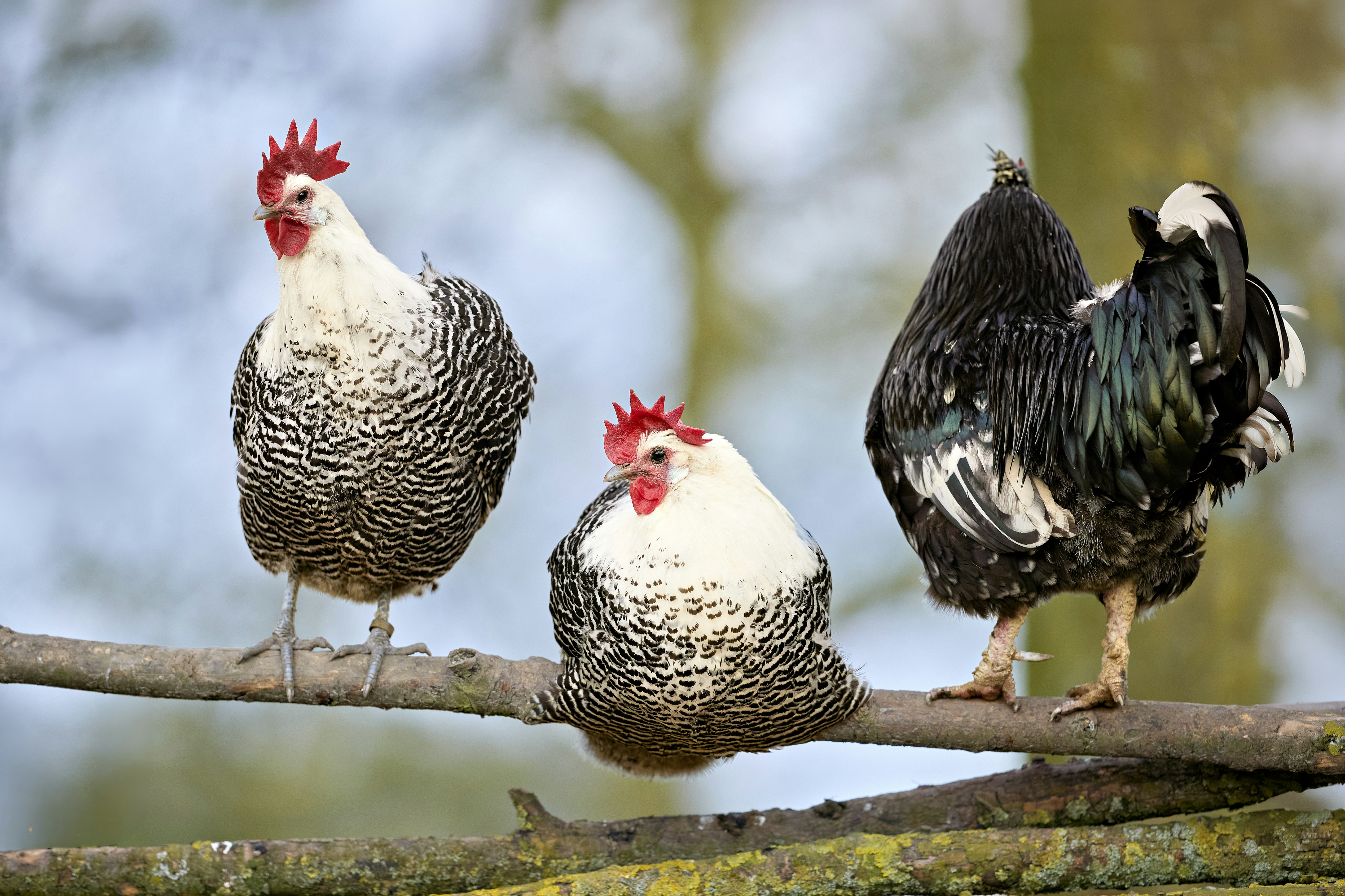 Three chickens perched on a wooden branch.