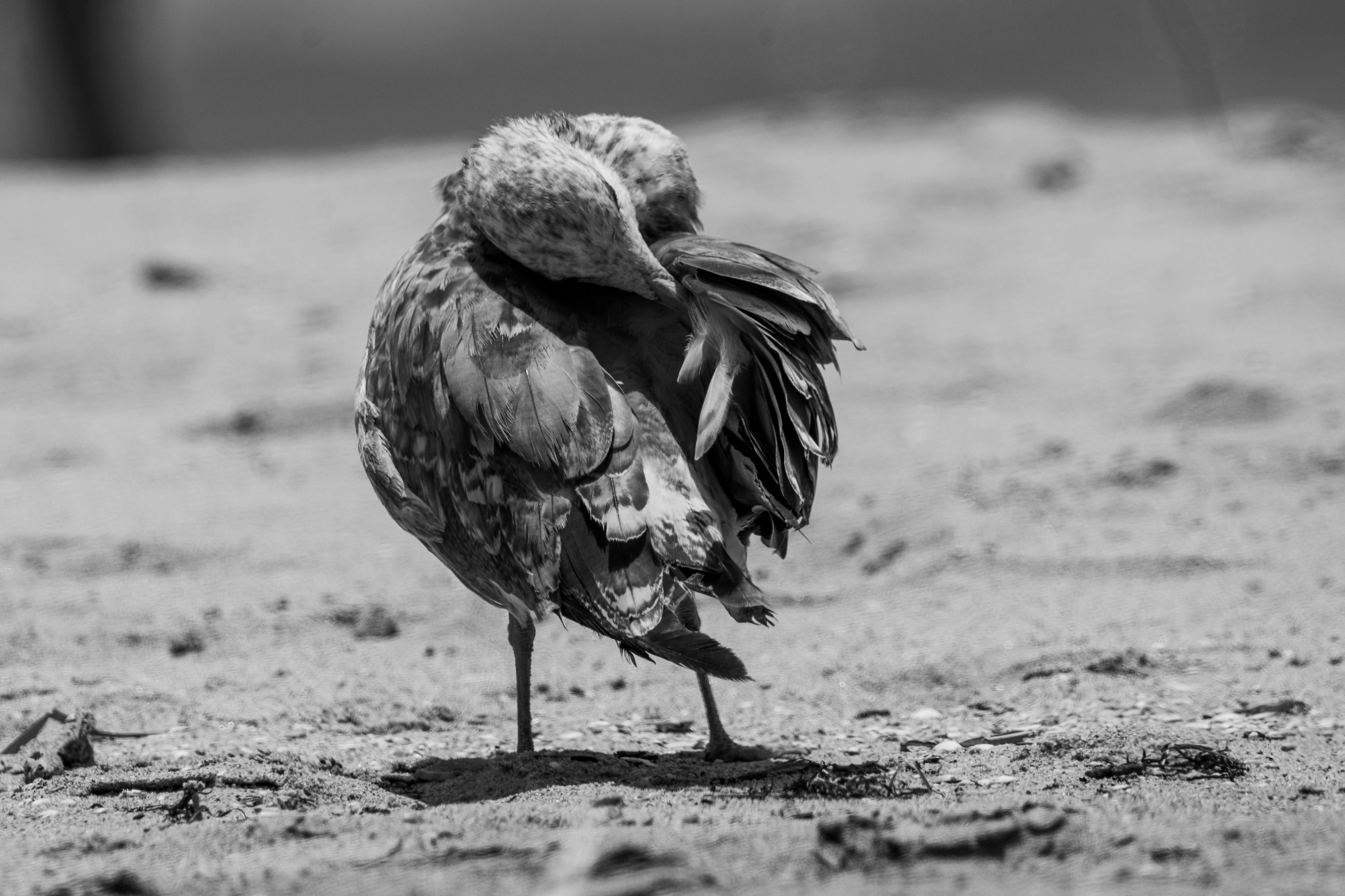 Bird Hygiene for Small Cages Complete Care Guide