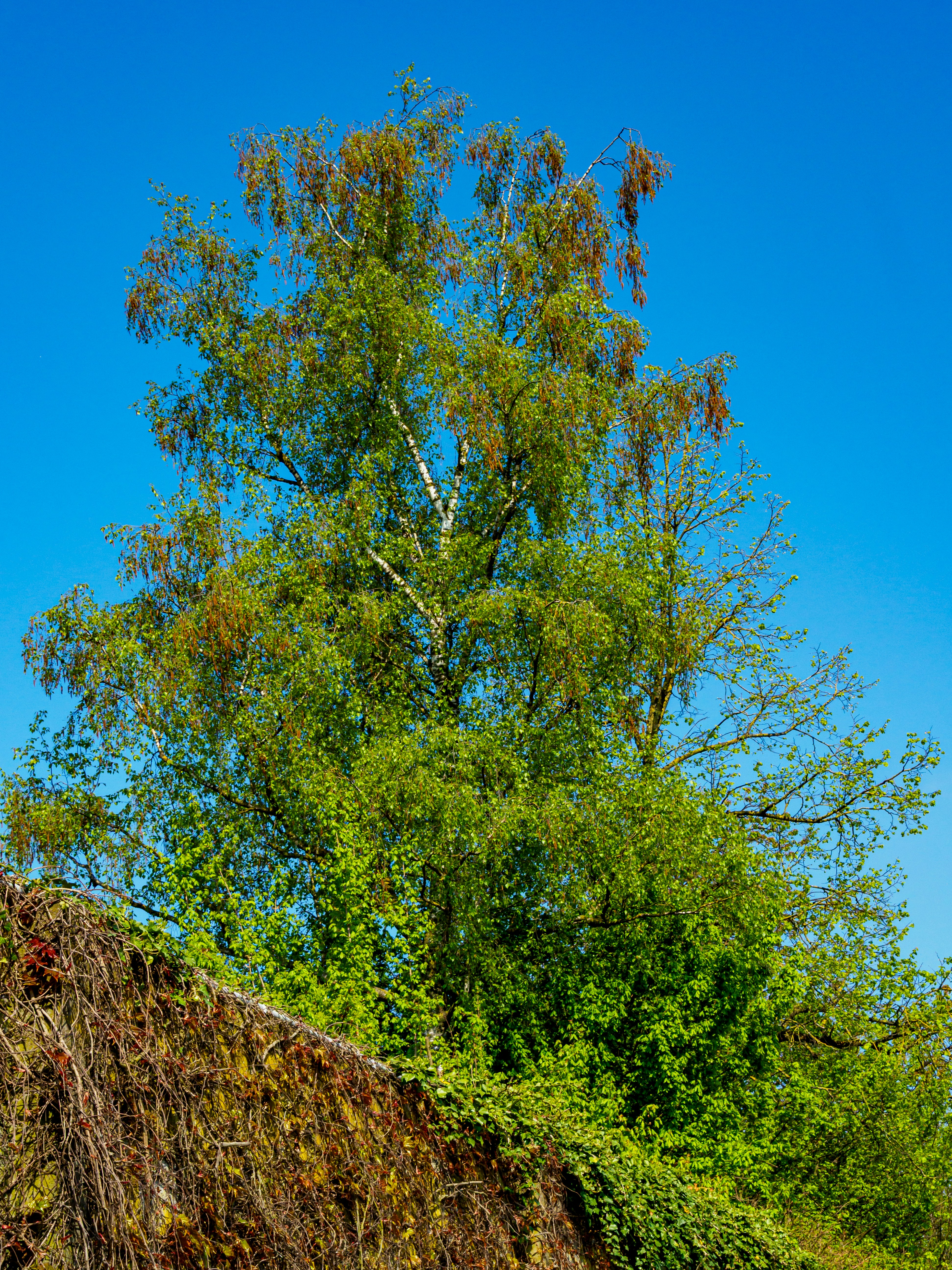 Photo by skstrannik