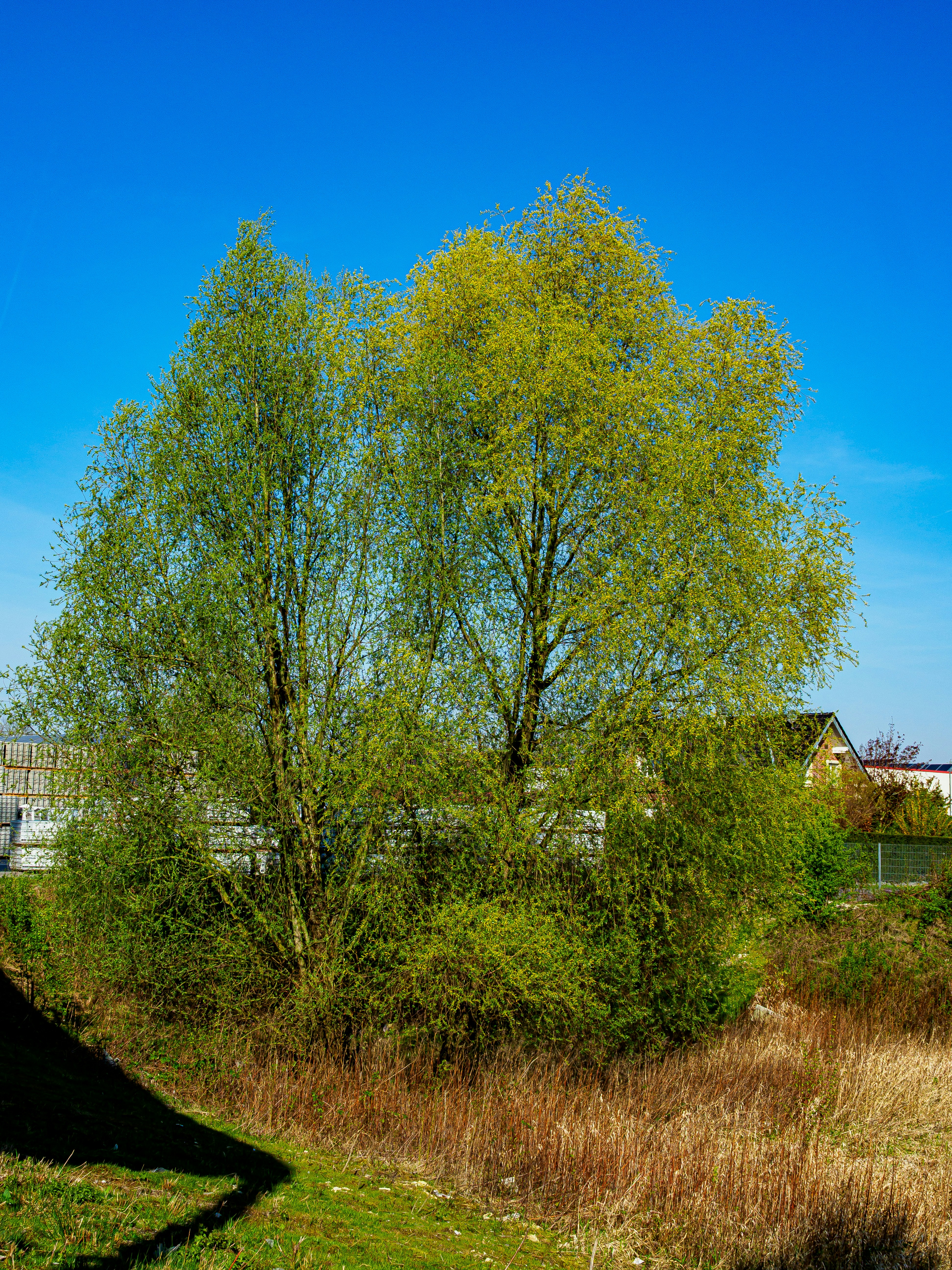 Photo by skstrannik