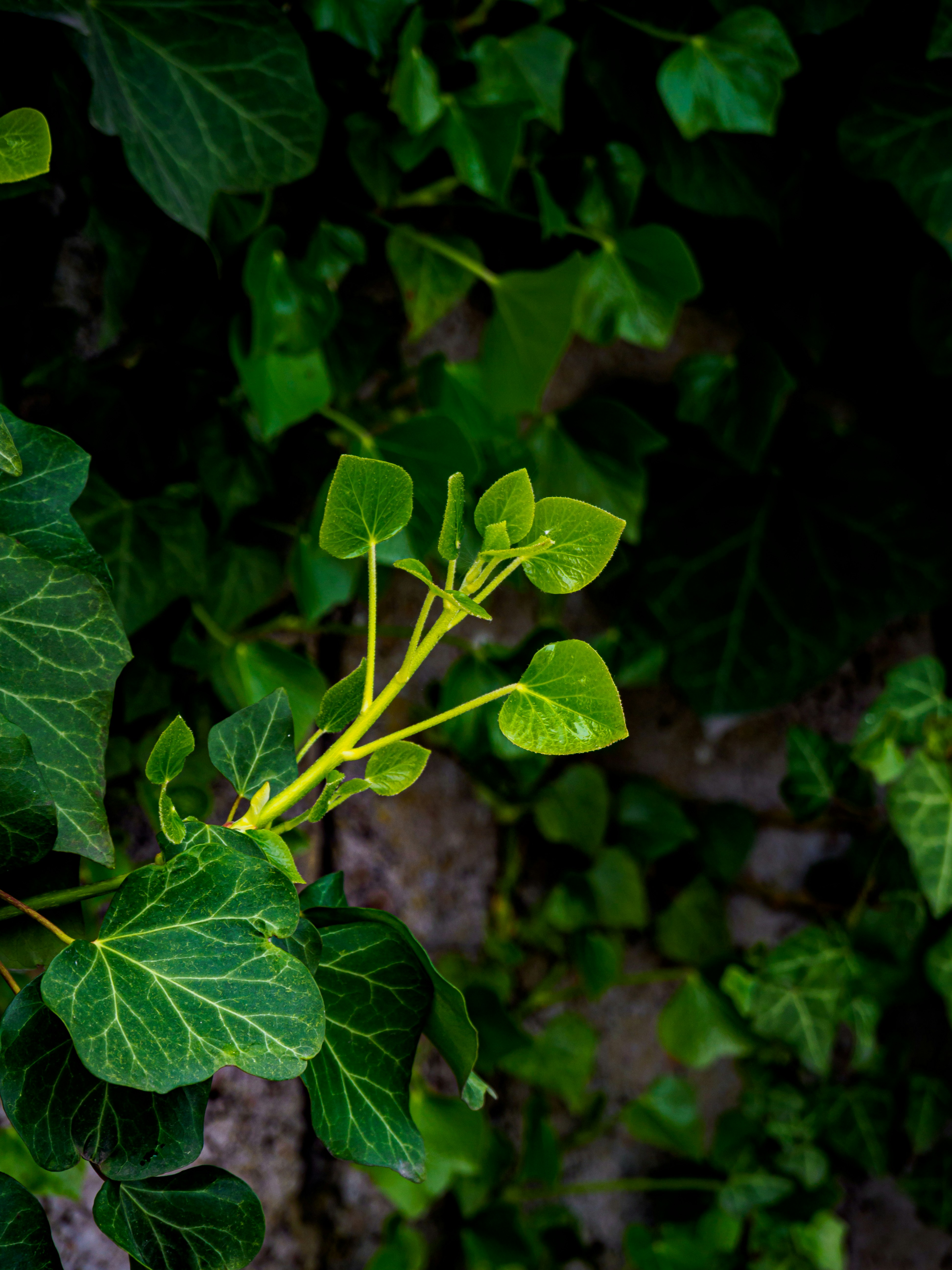 Photo by skstrannik
