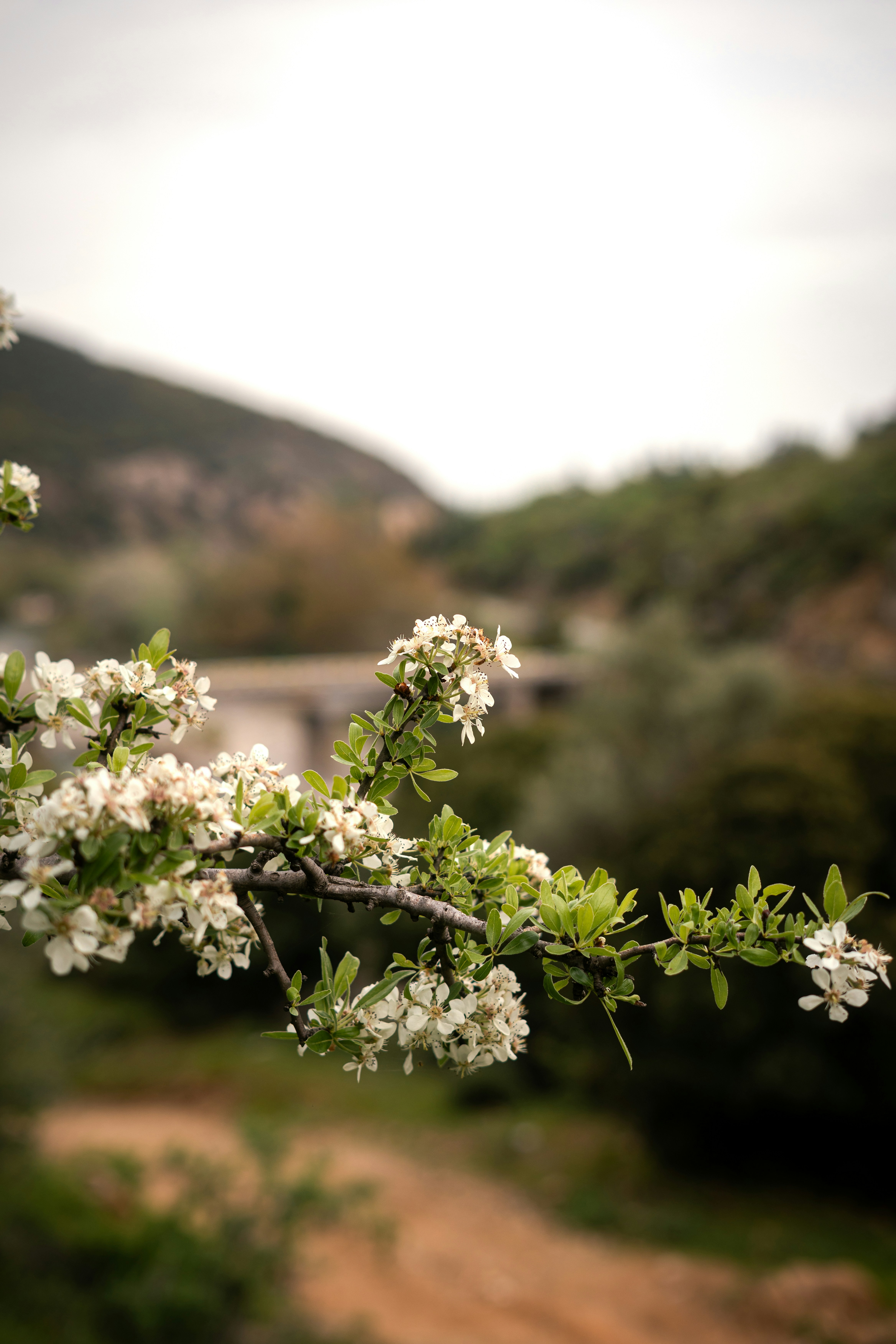 Um galho florido com flores brancas em frente a colinas.