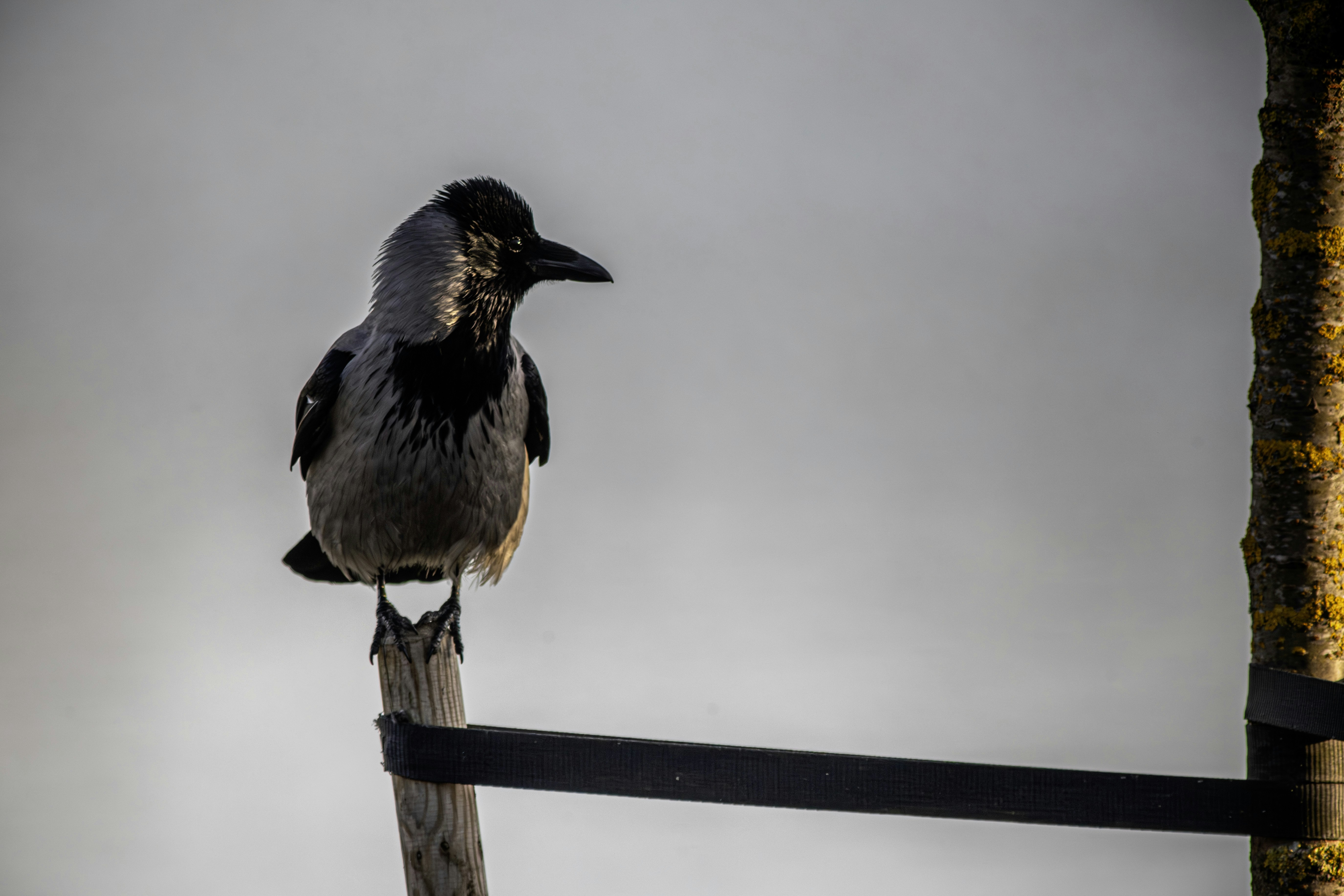 A hooded crow perched on a wooden post.