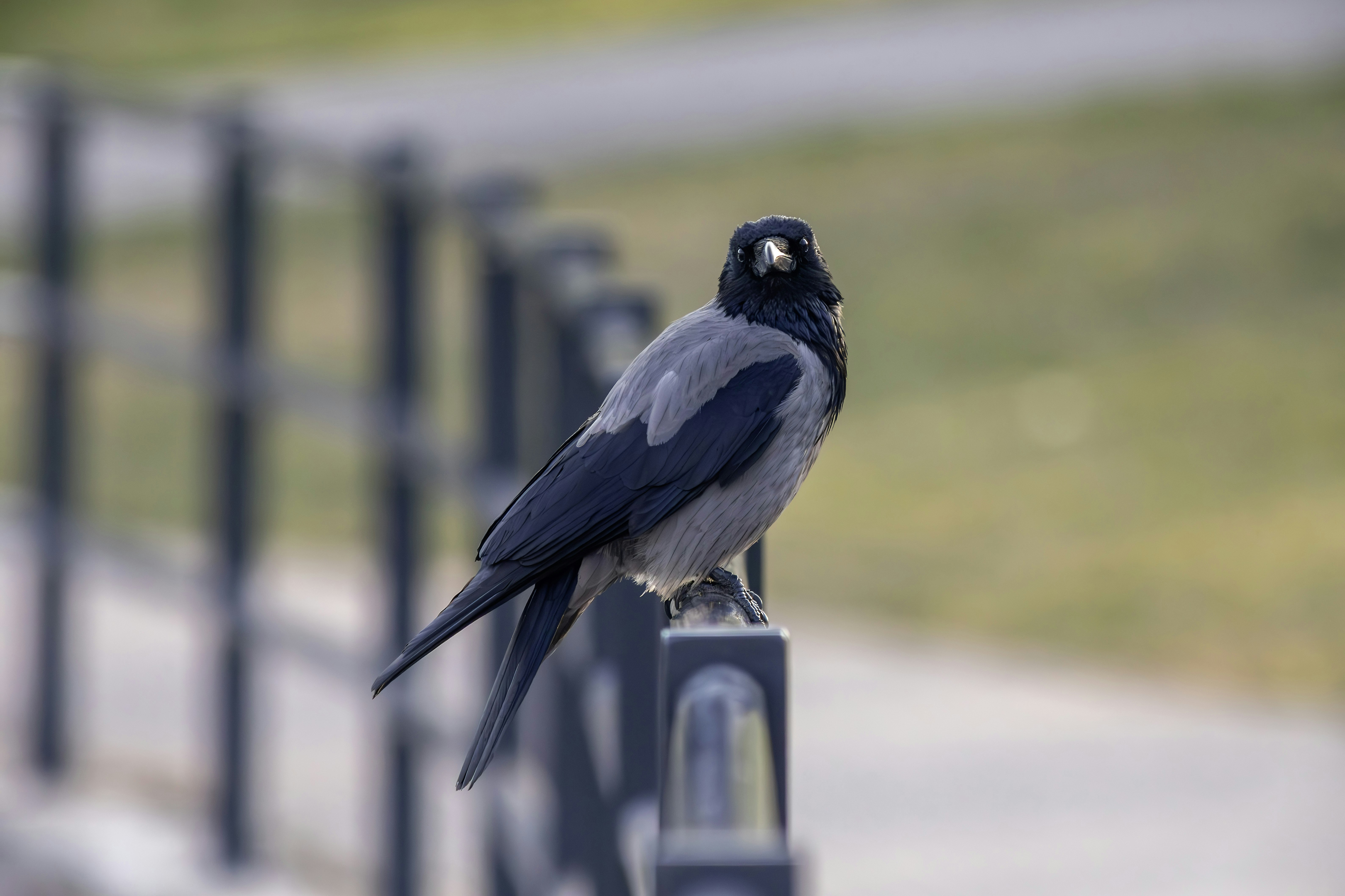 A crow perched on a fence post outdoors