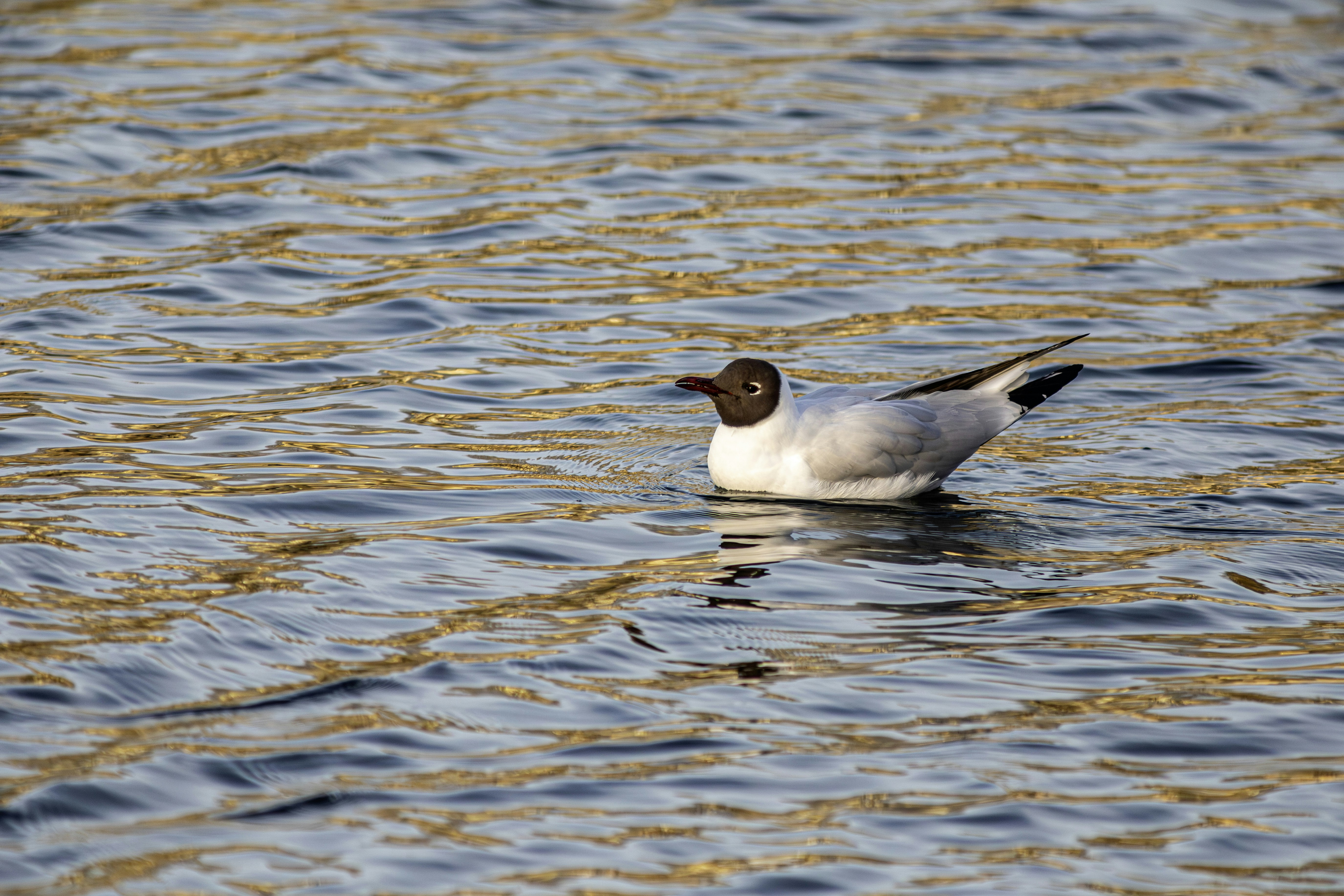 A black-headed gull floats on rippling water.