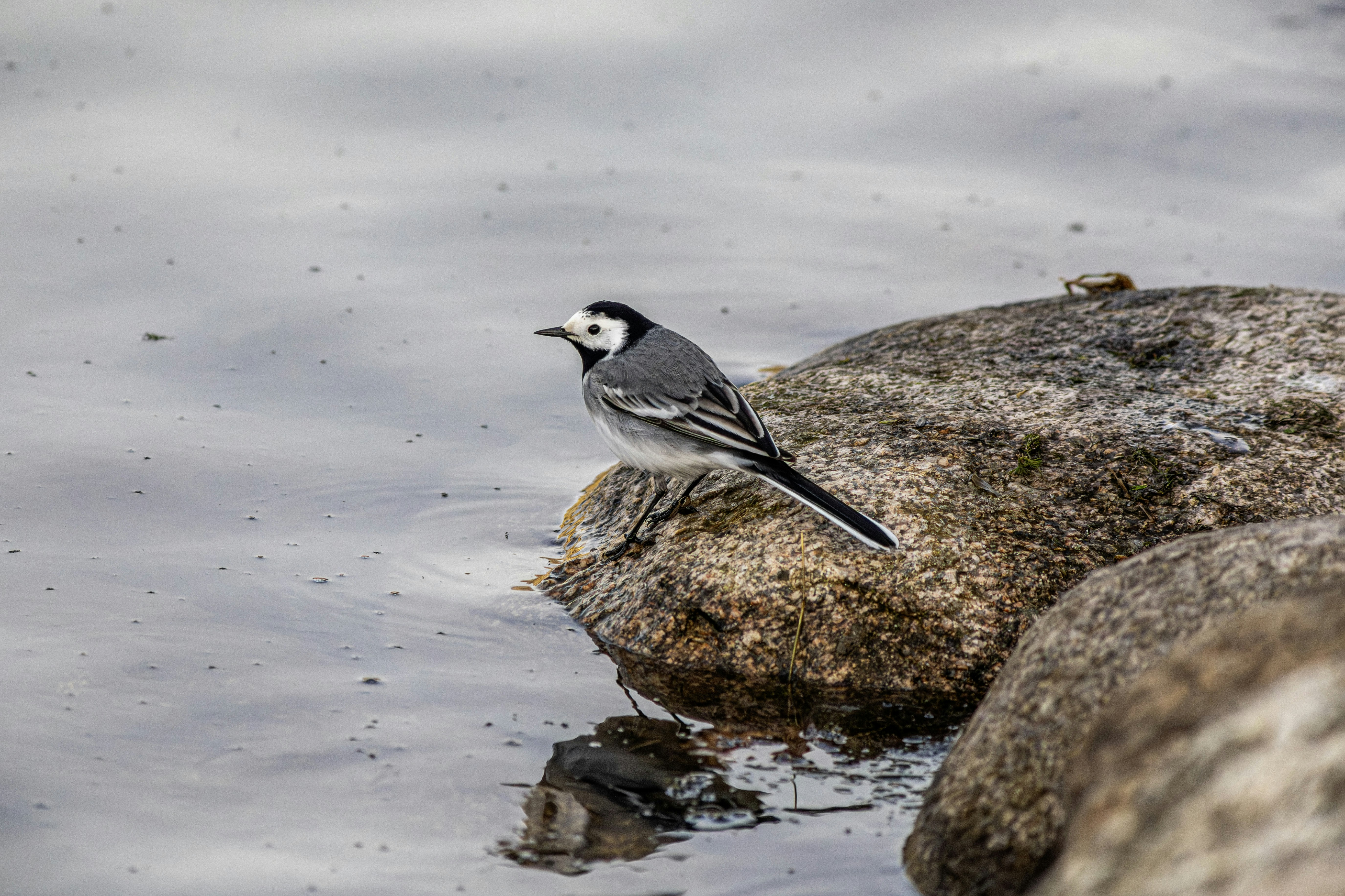 A white wagtail bird perched on a rock by water.
