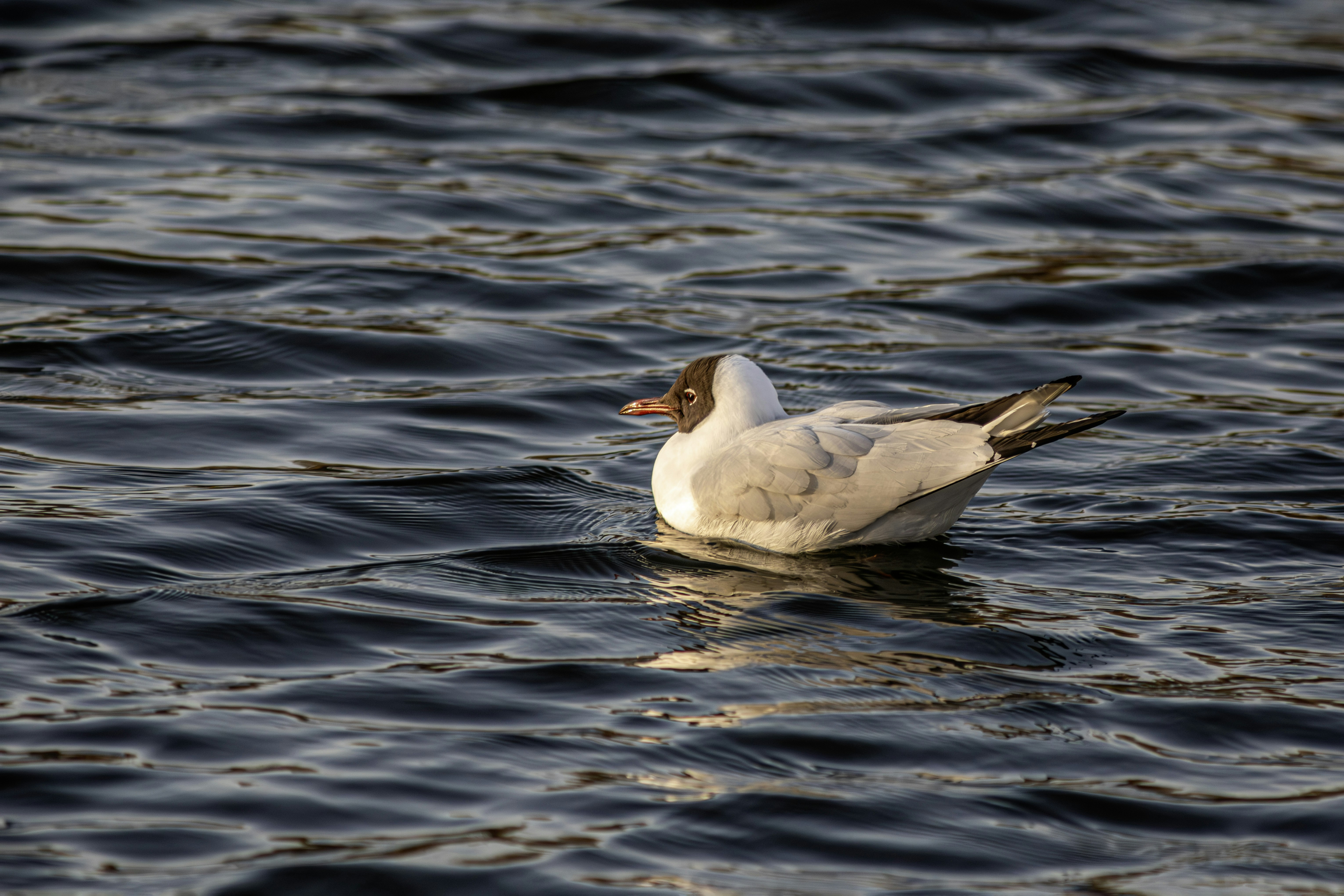 A seagull floats on dark rippling water