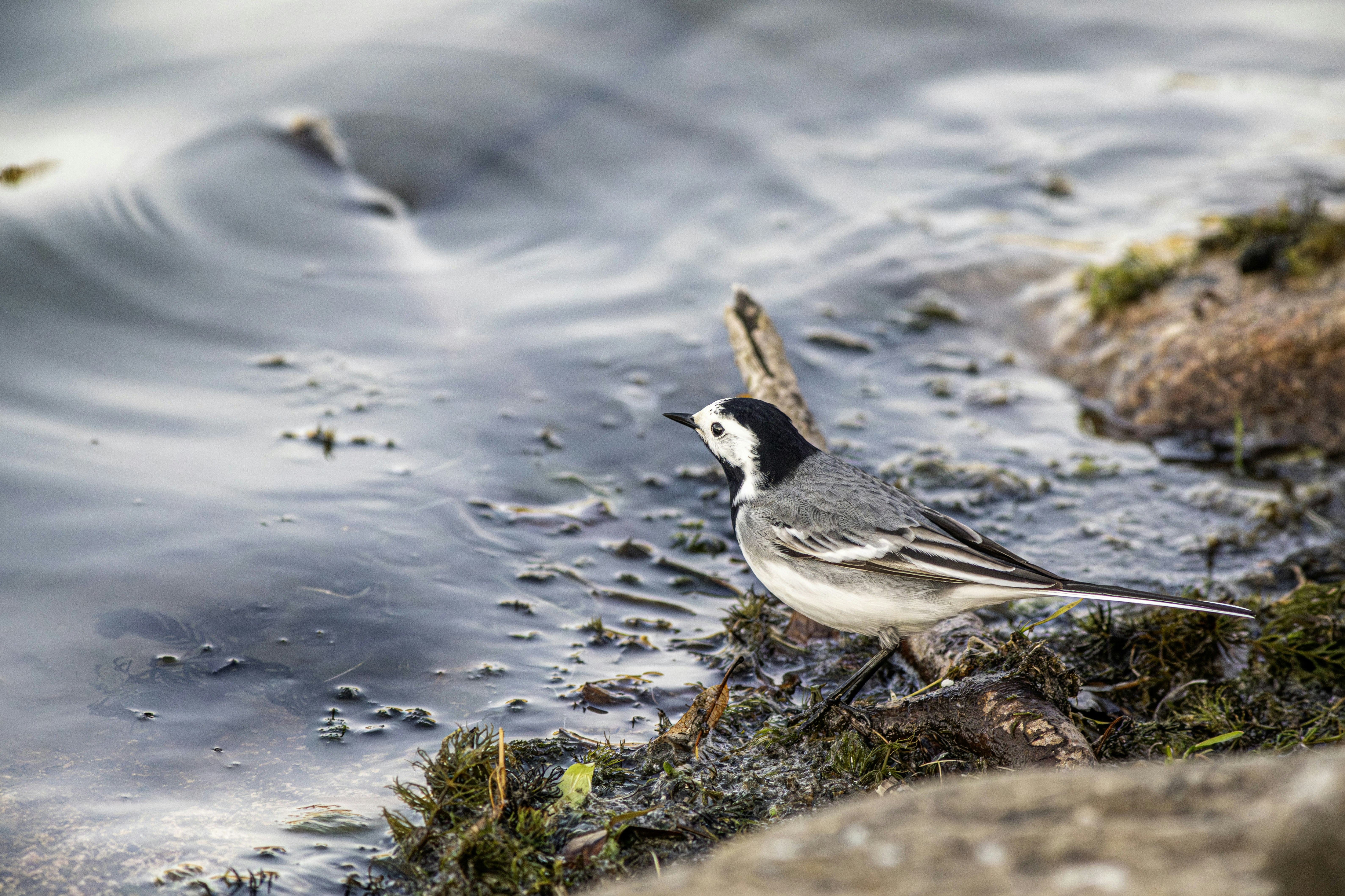 A small bird stands by the water's edge