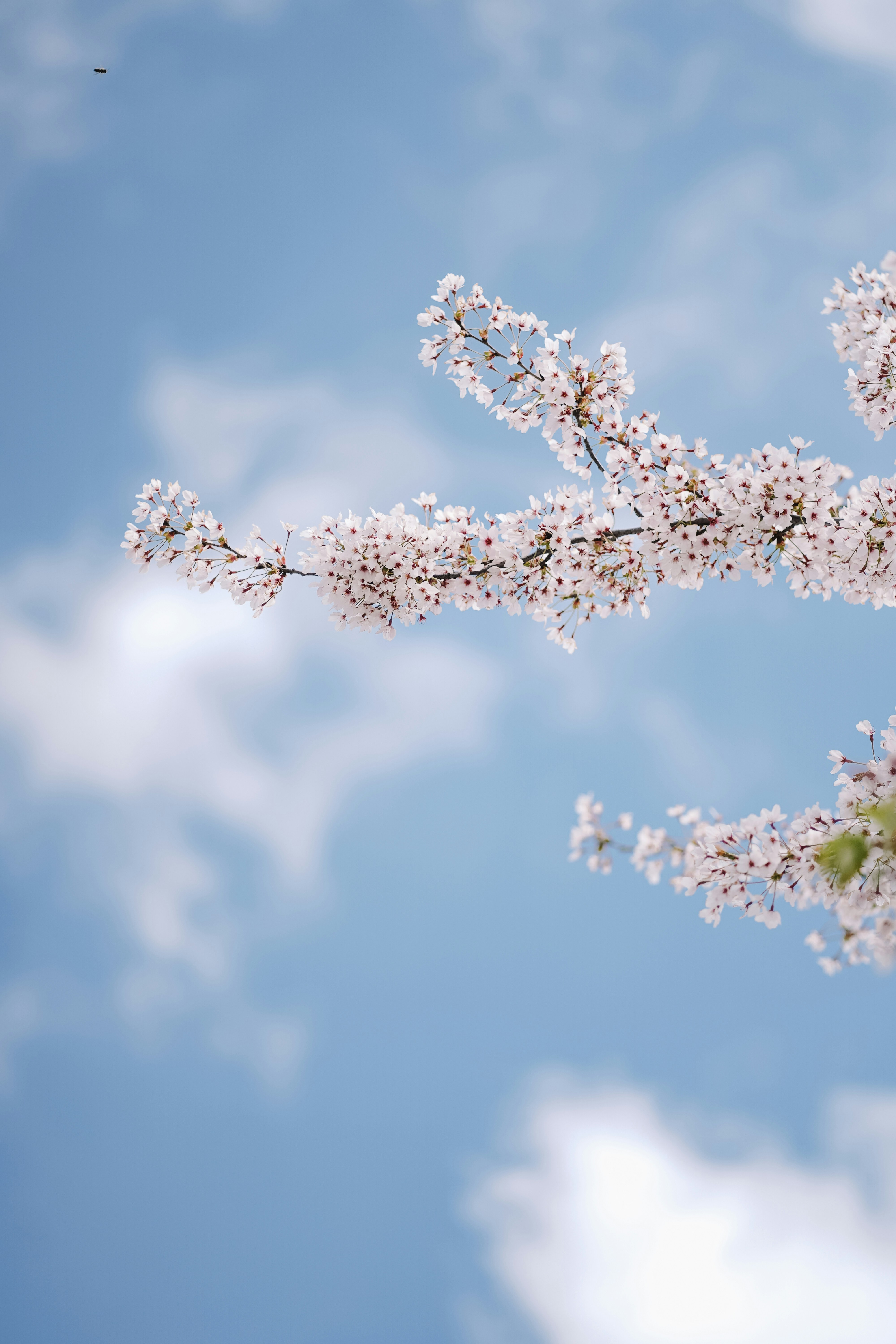 As flores de cerejeira florescem contra um céu azul.