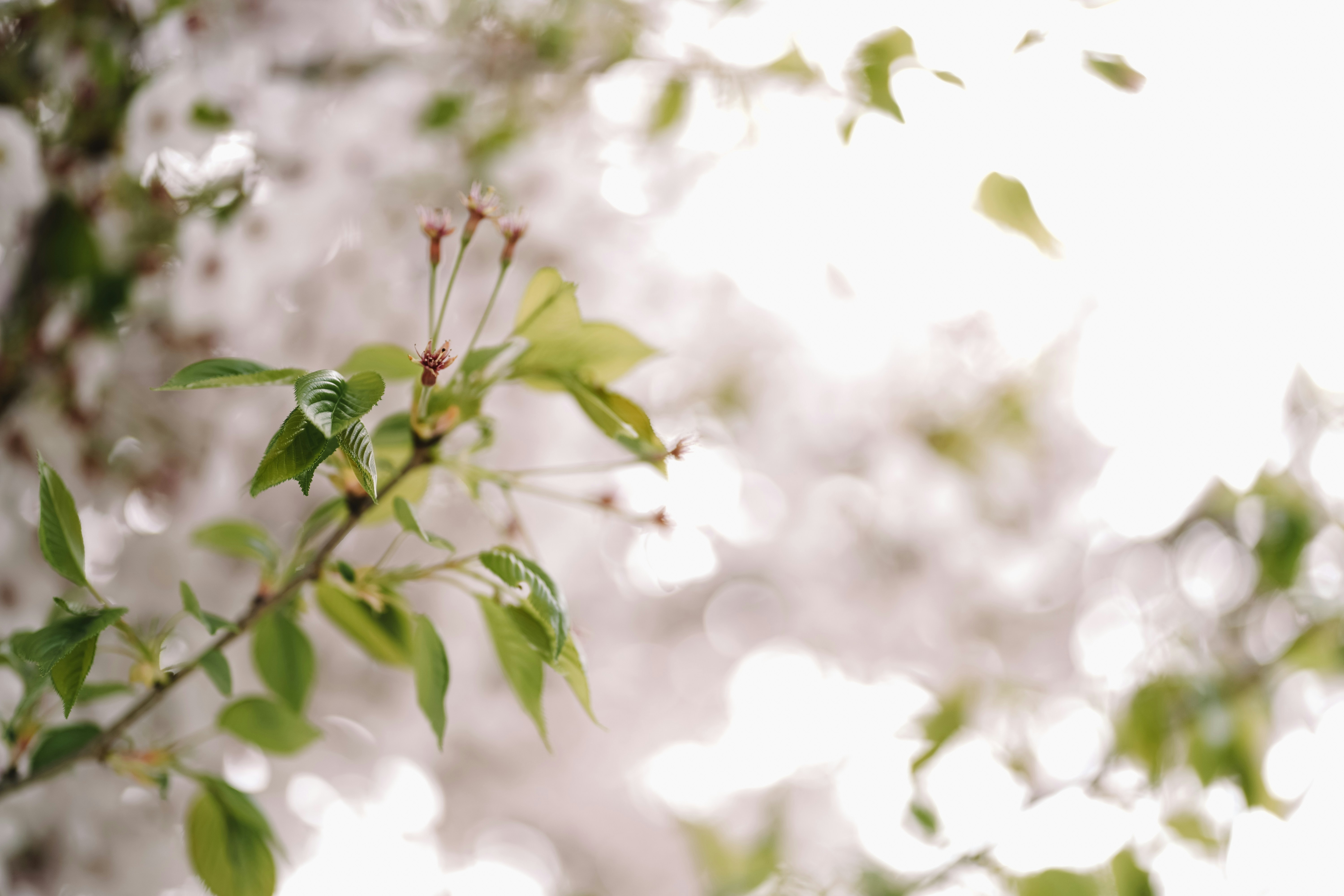 Delicadas flores brancas em um galho de árvore.