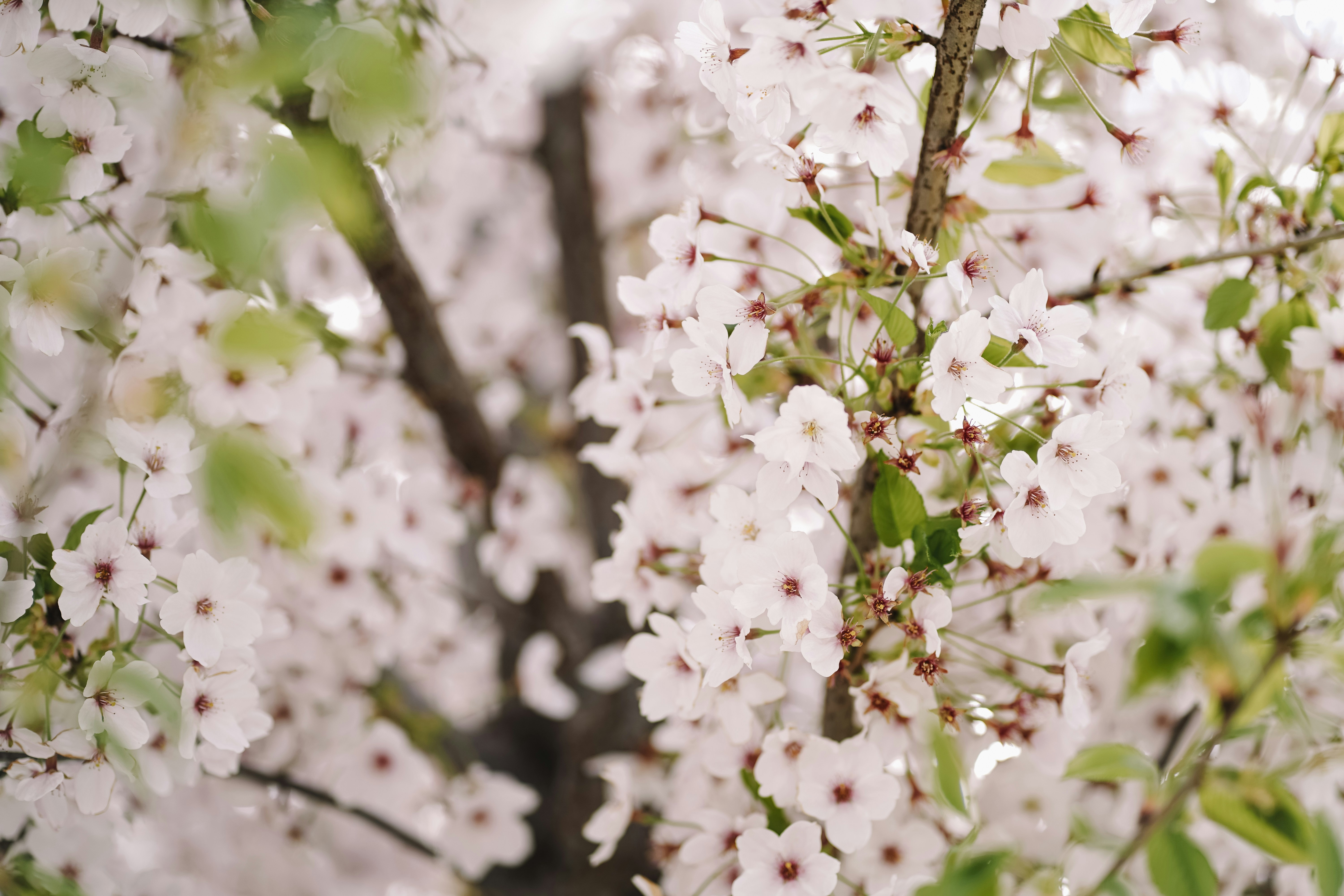 Close de uma cerejeira florescendo na primavera.