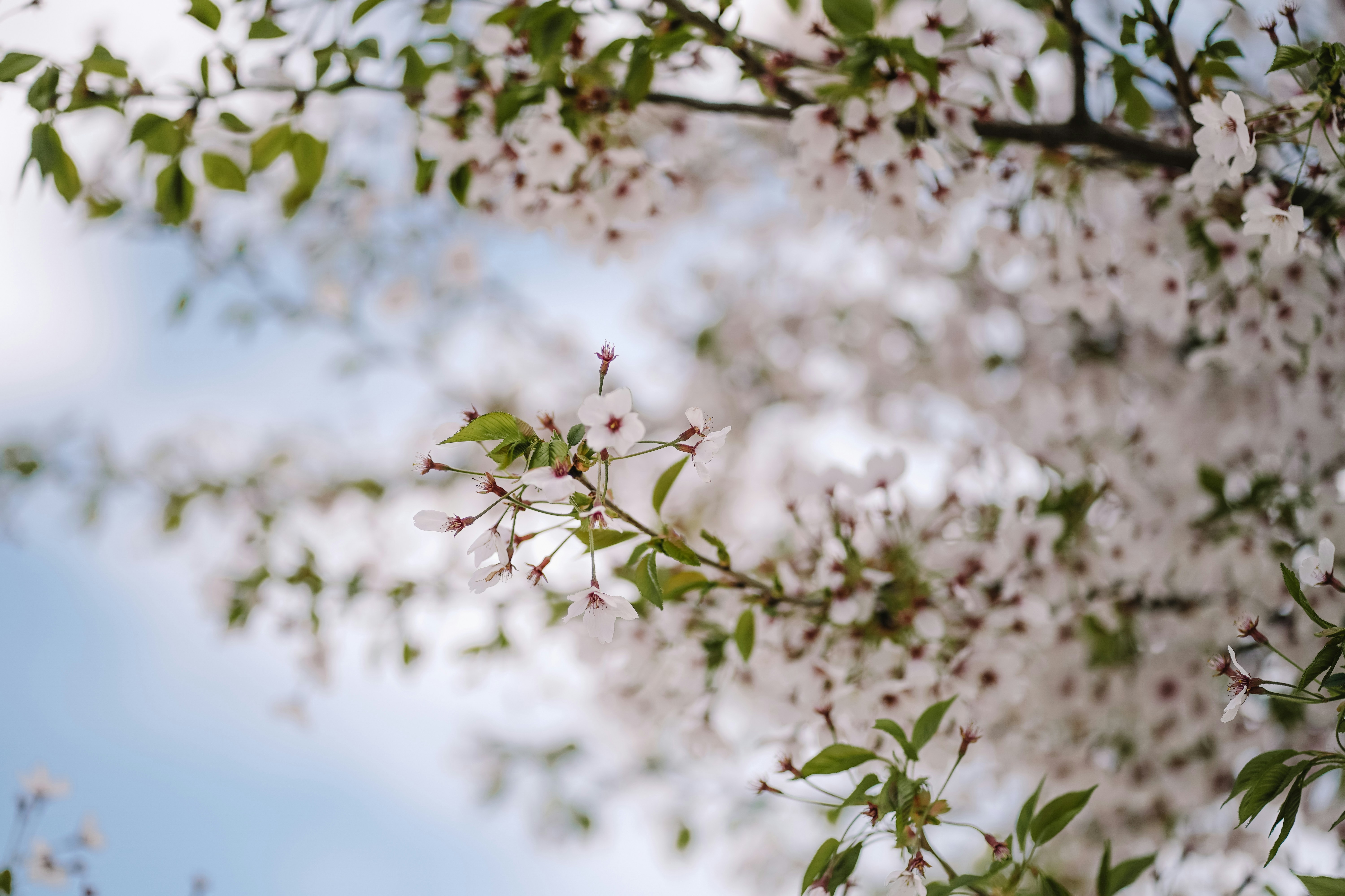 Delicadas flores brancas nos galhos das árvores contra o céu