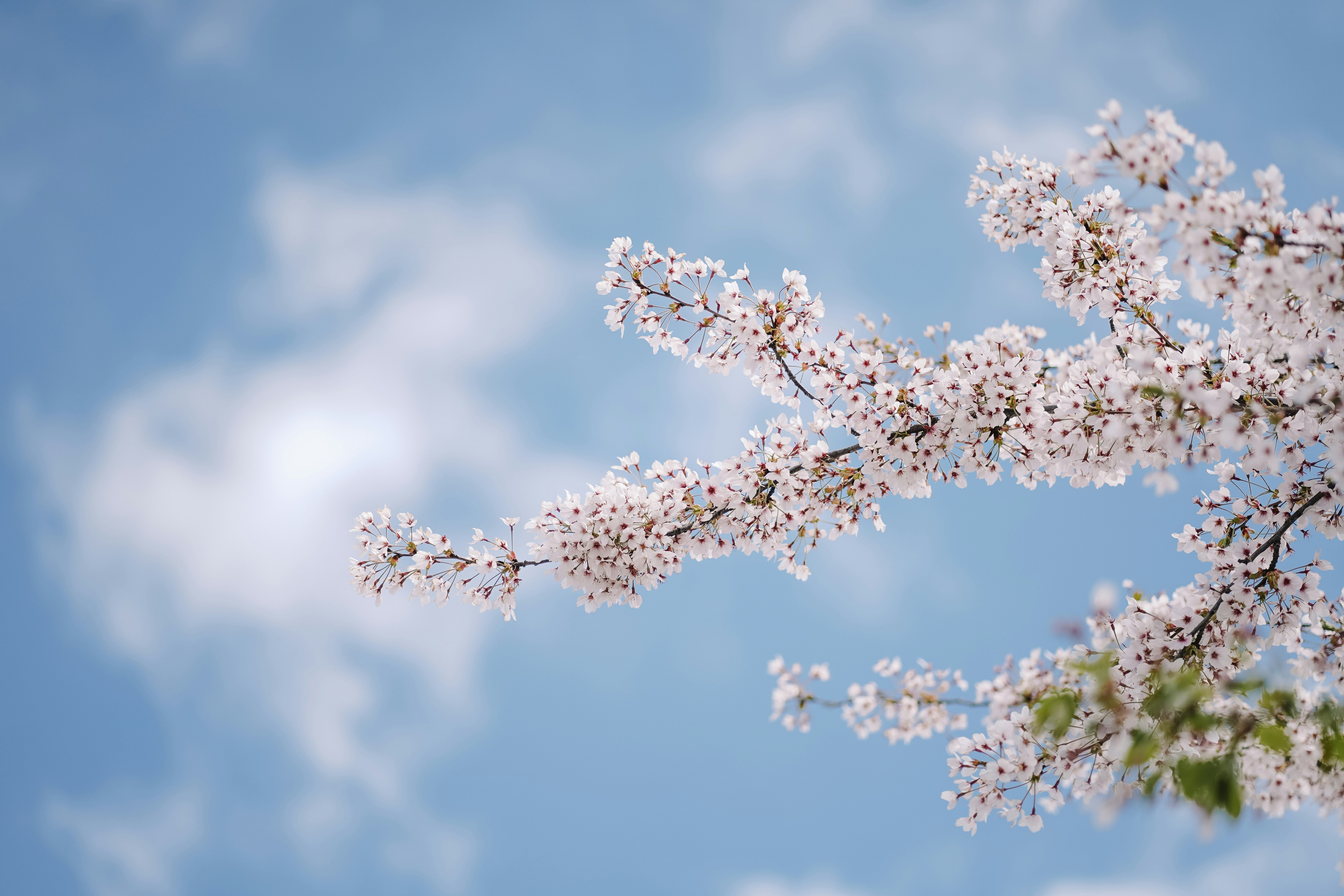 Flores de cerejeira florescem contra um céu azul suave.