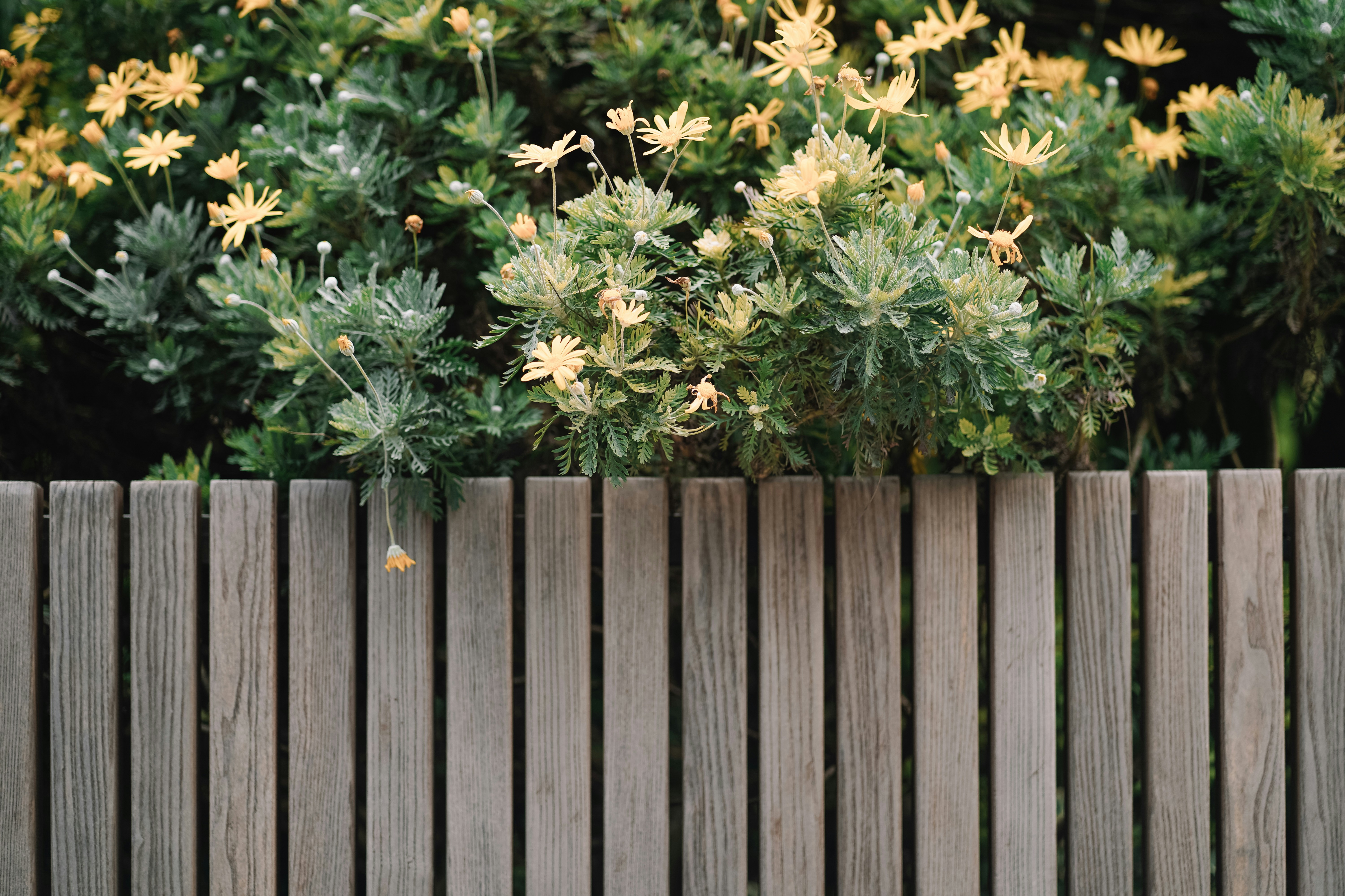 Cerca de madeira com folhagem verde e flores amarelas