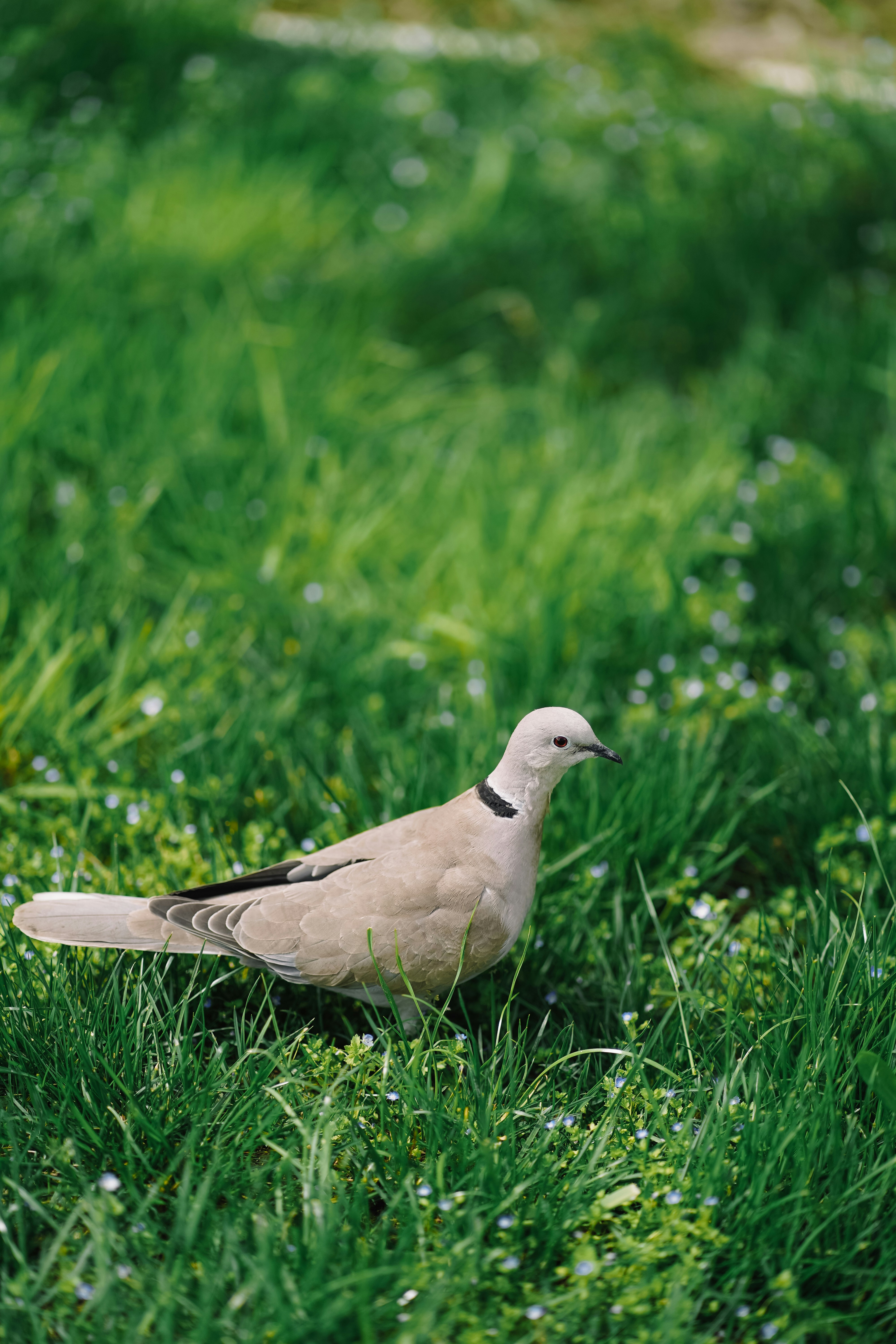 Uma pomba caminha pela grama verde.