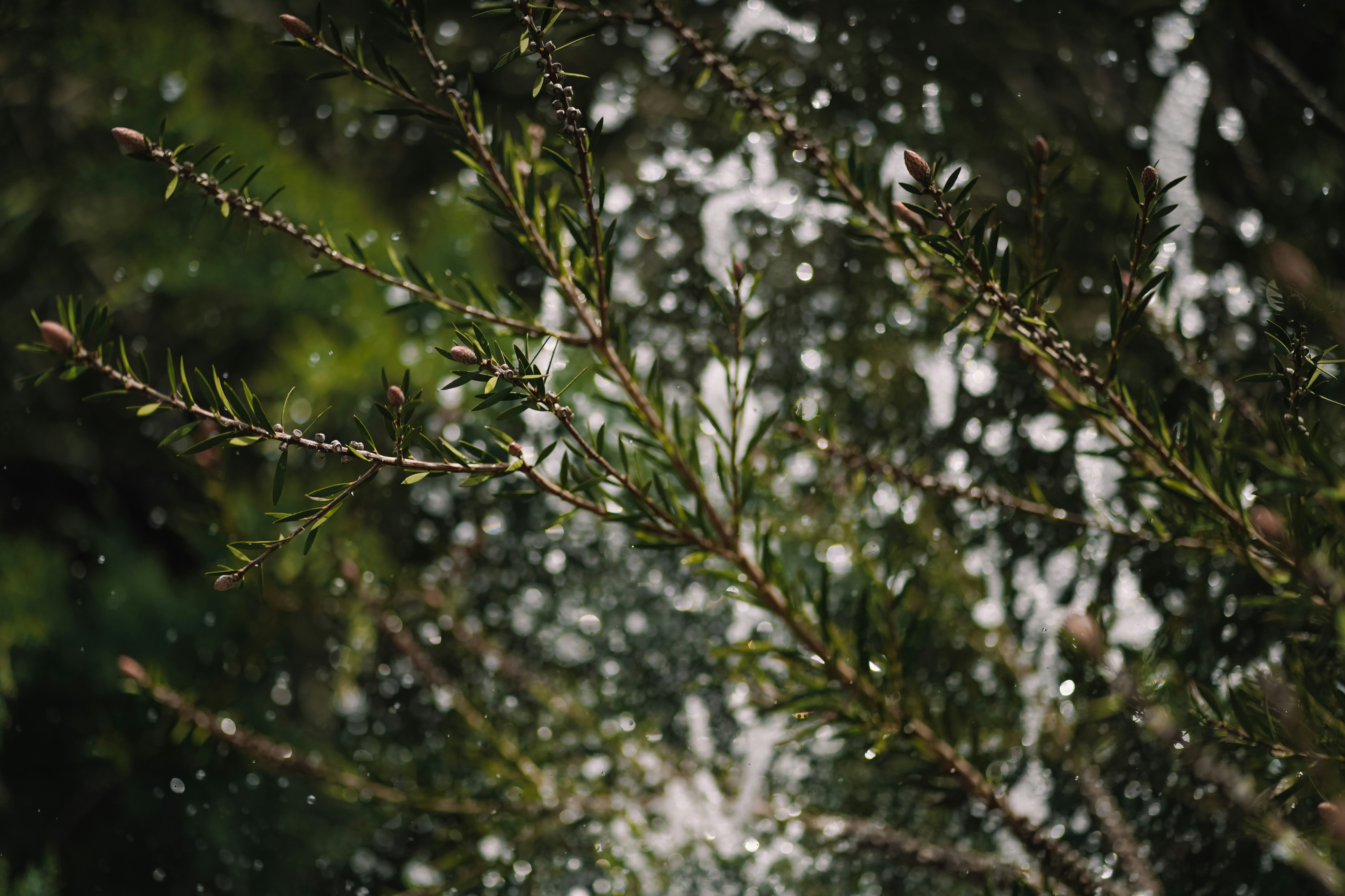 Close-up de agulhas de pinheiro com gotas de água