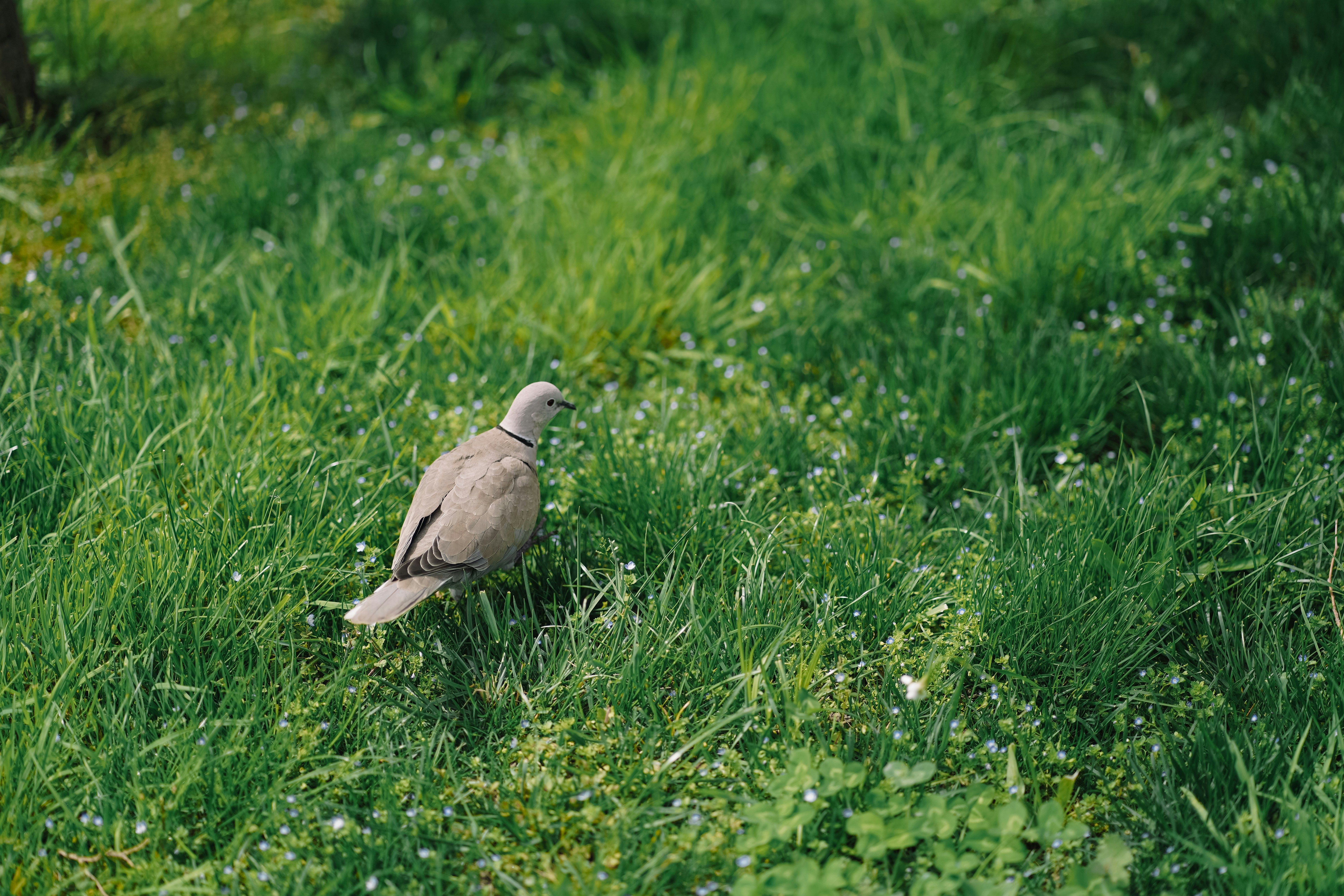 Uma pomba caminha em um campo gramado.