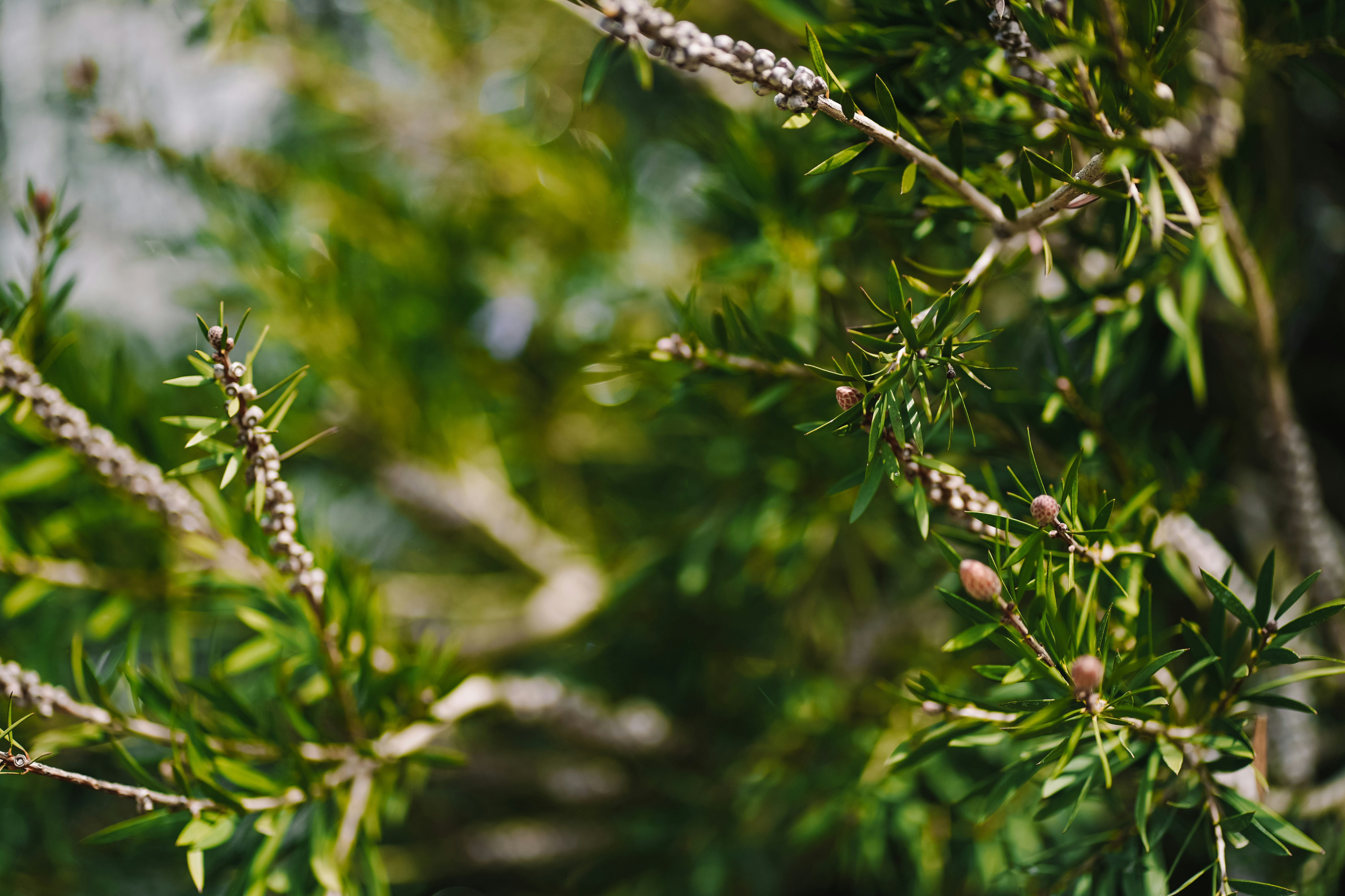 Ramos verdes com pequenos botões e folhas