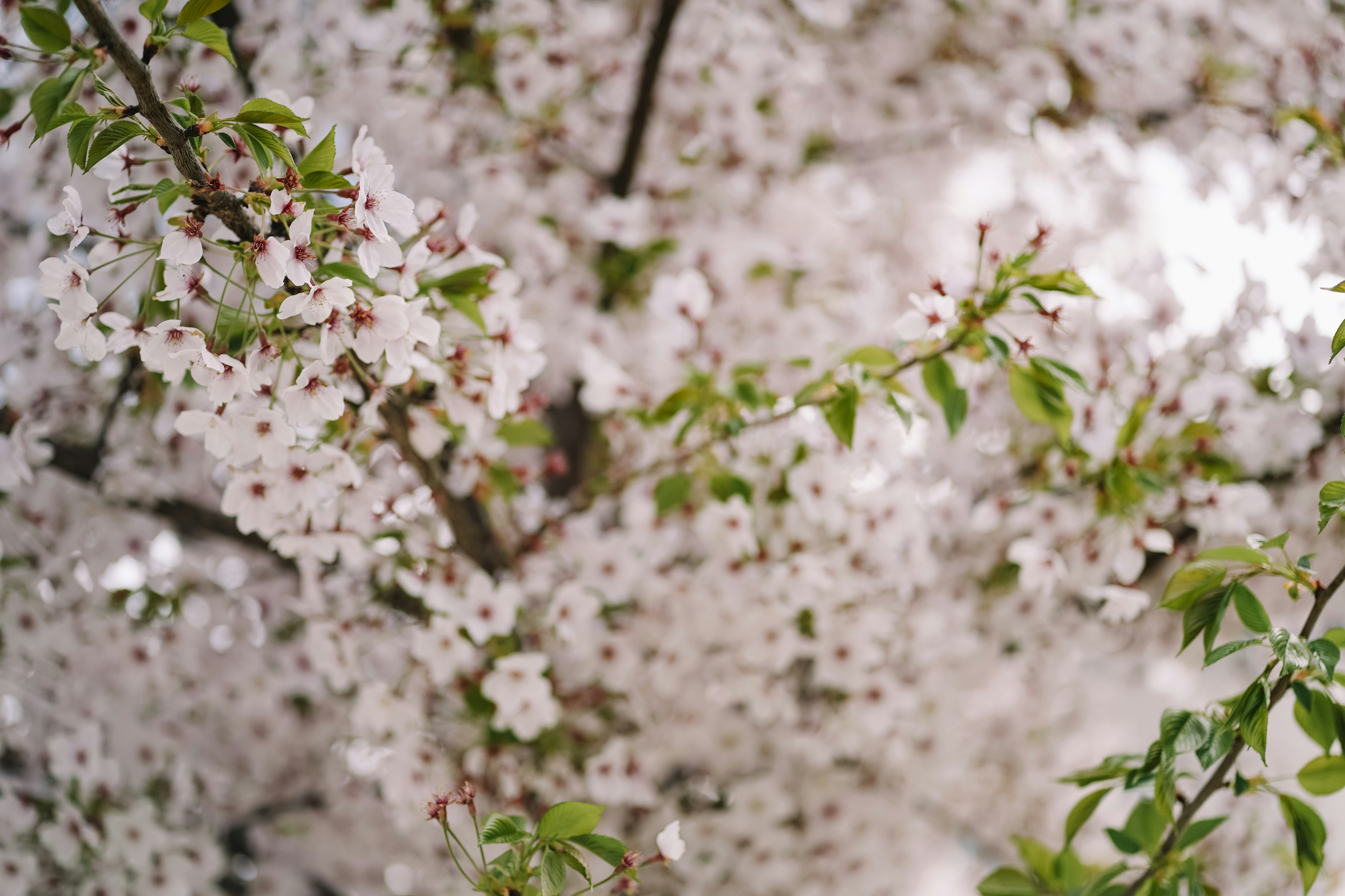 Flores de cerejeira branca em um galho de árvore