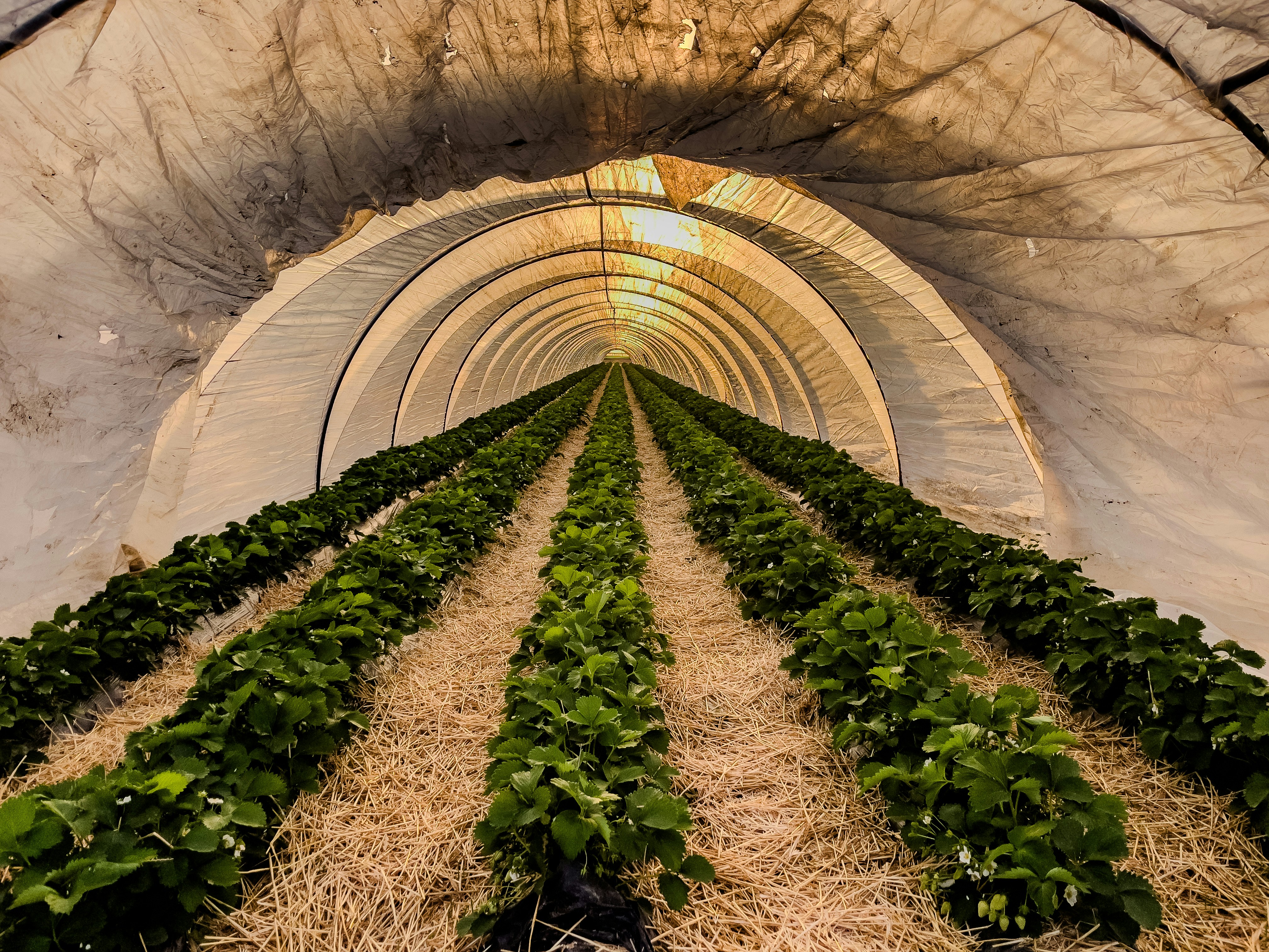 Rows of strawberry plants growing in a tunnel greenhouse.