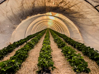 Rows of strawberry plants growing in a tunnel greenhouse.
