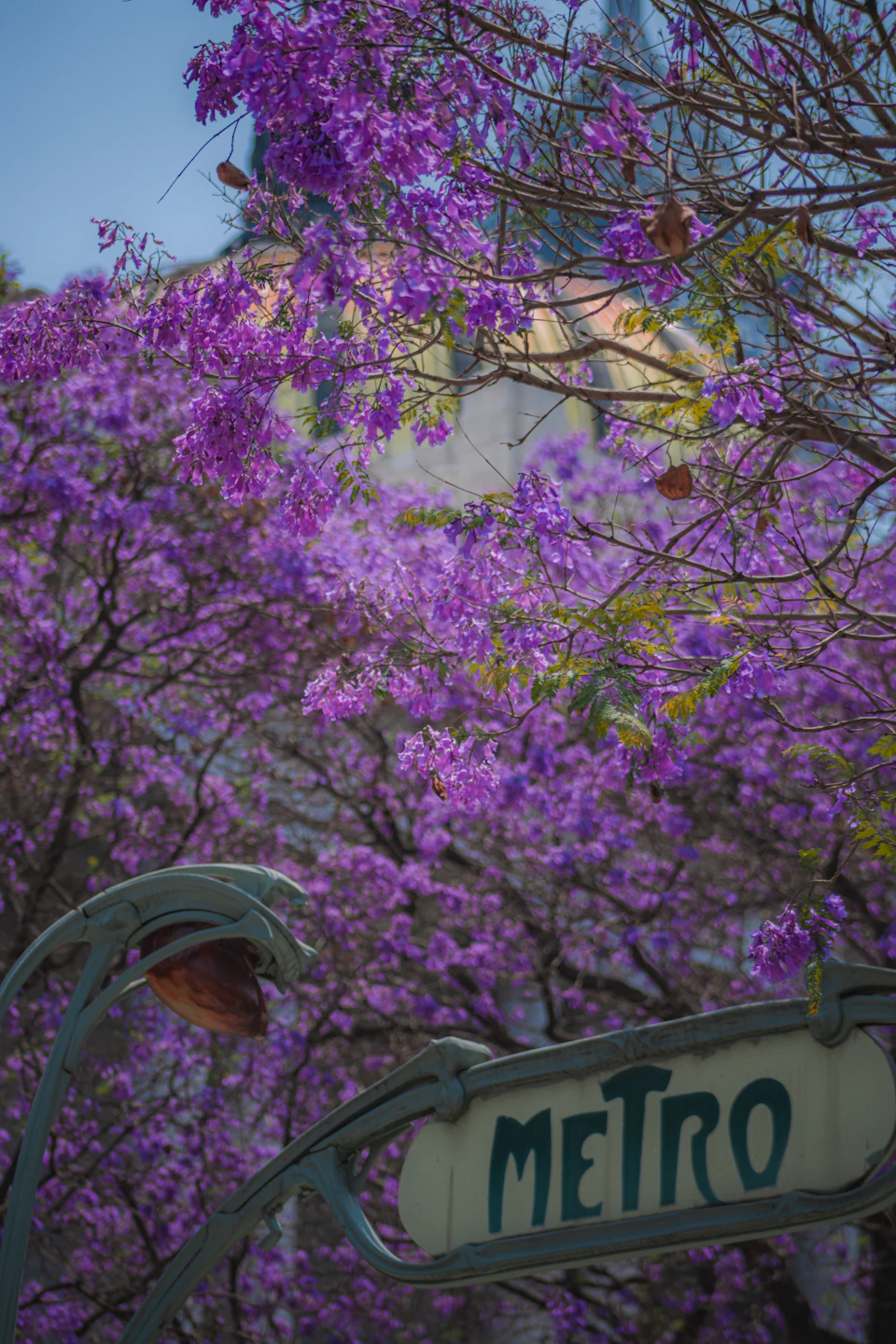 Jacaranda in full bloom, which lasts about three weeks in March