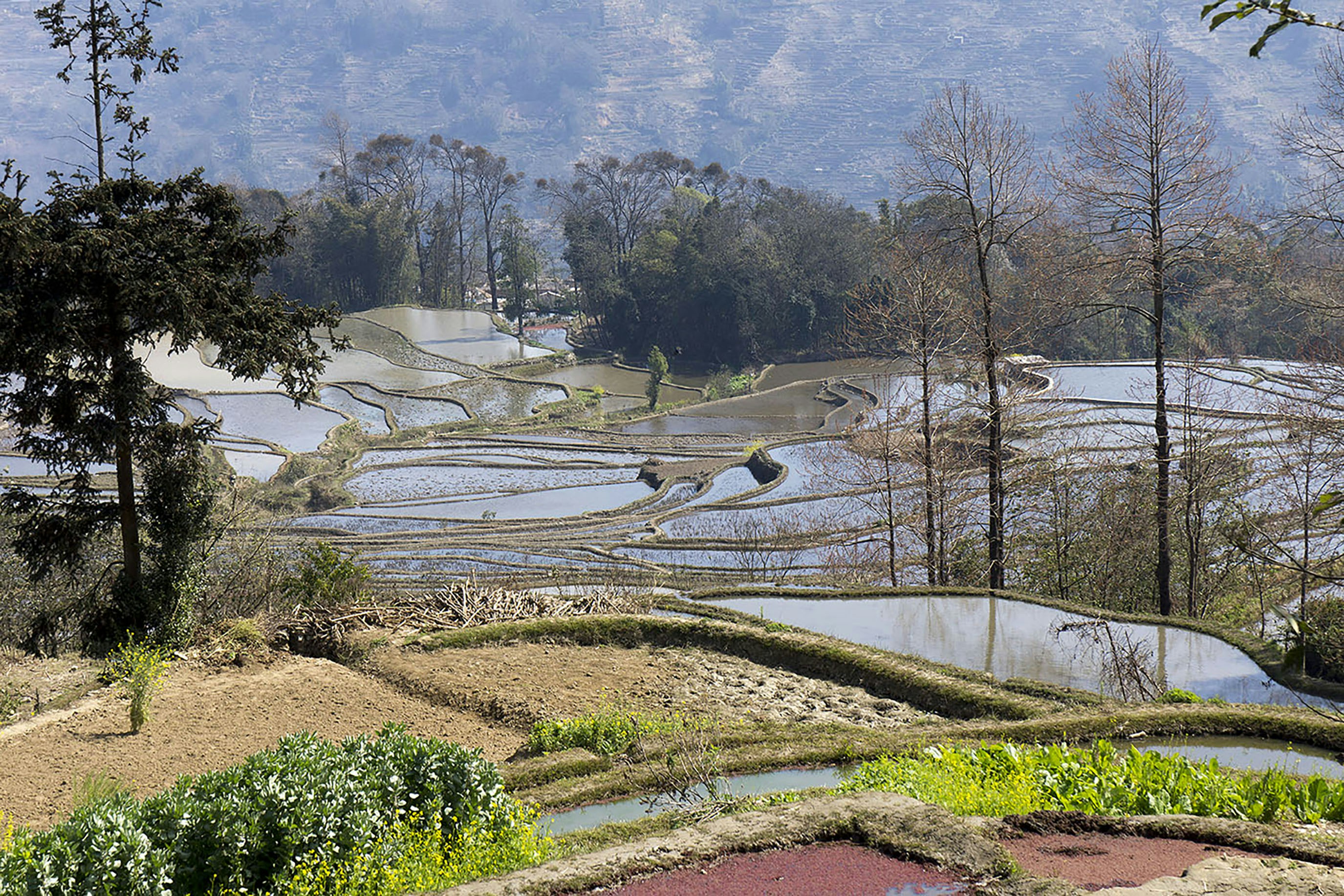 Yuanyang Hani rice terraces at dawn reflecting sunrise — China photography tour Yunnan