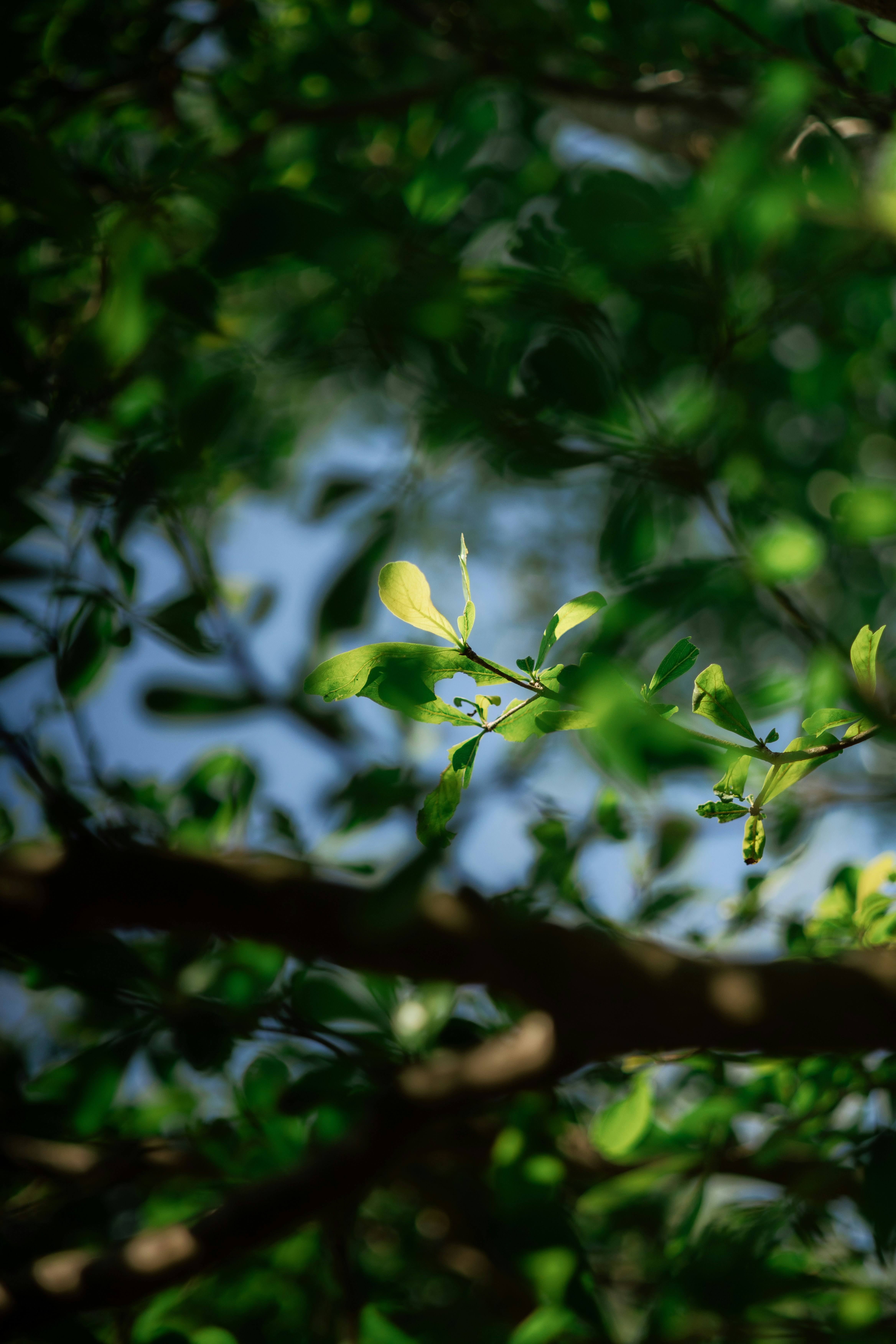 Environmental Stress Factors That Trigger Blossom Drop