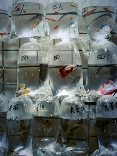 Small fish in plastic bags for sale