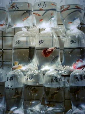 Small fish in plastic bags for sale